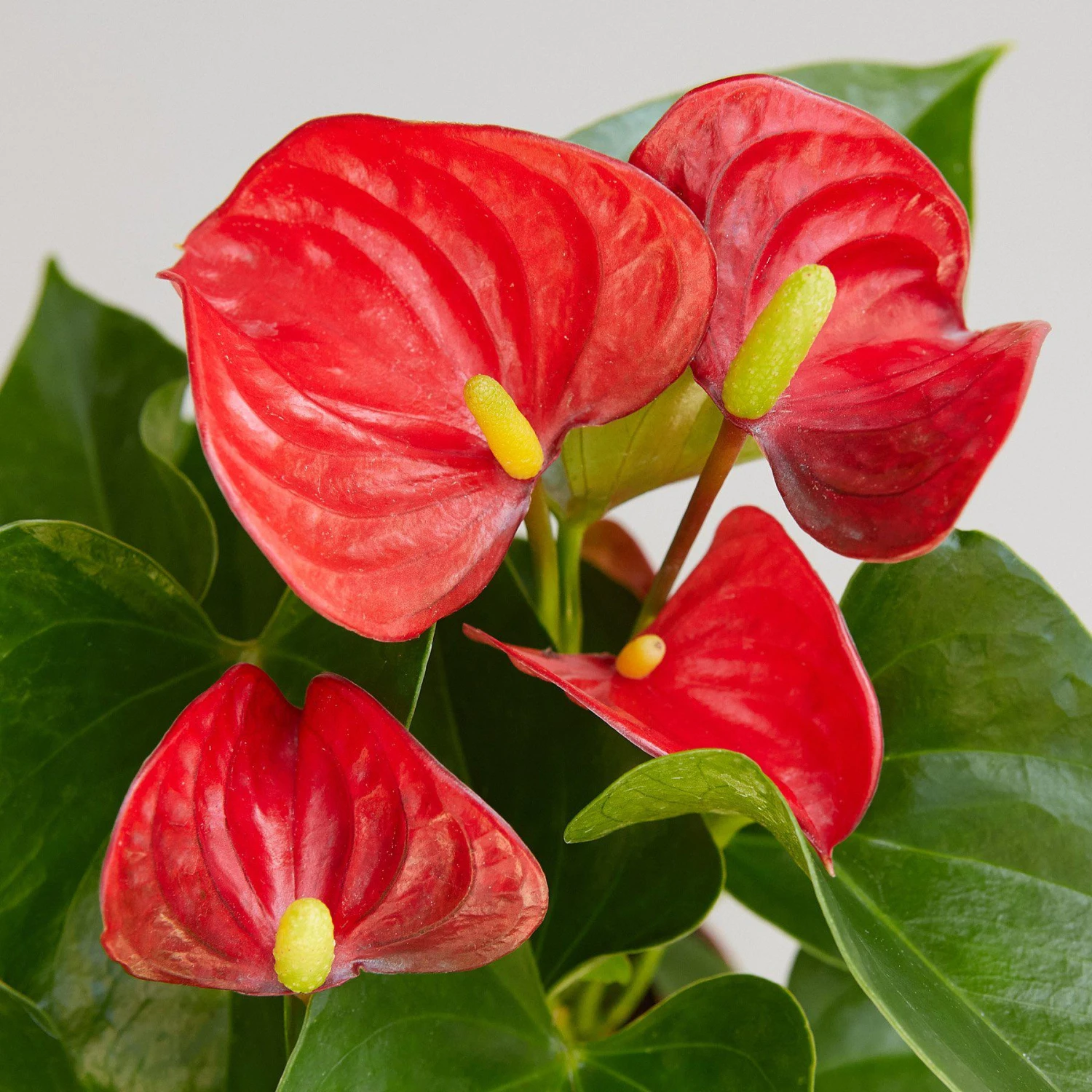 Anthurium 'Red' - Image 2