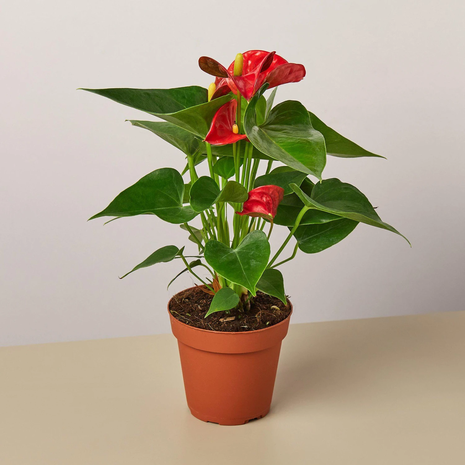 Anthurium 'Red' - Image 4