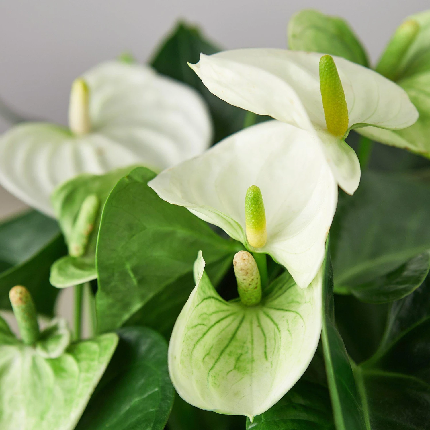 Anthurium 'White' - Image 5