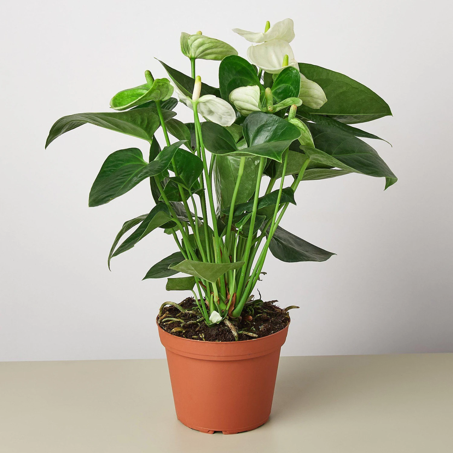 Anthurium 'White' - Image 4