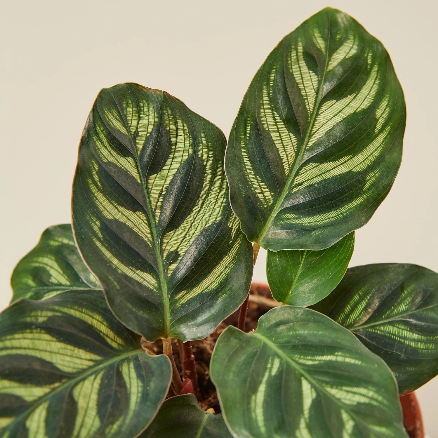 Calathea 'Makoyana' - Image 2