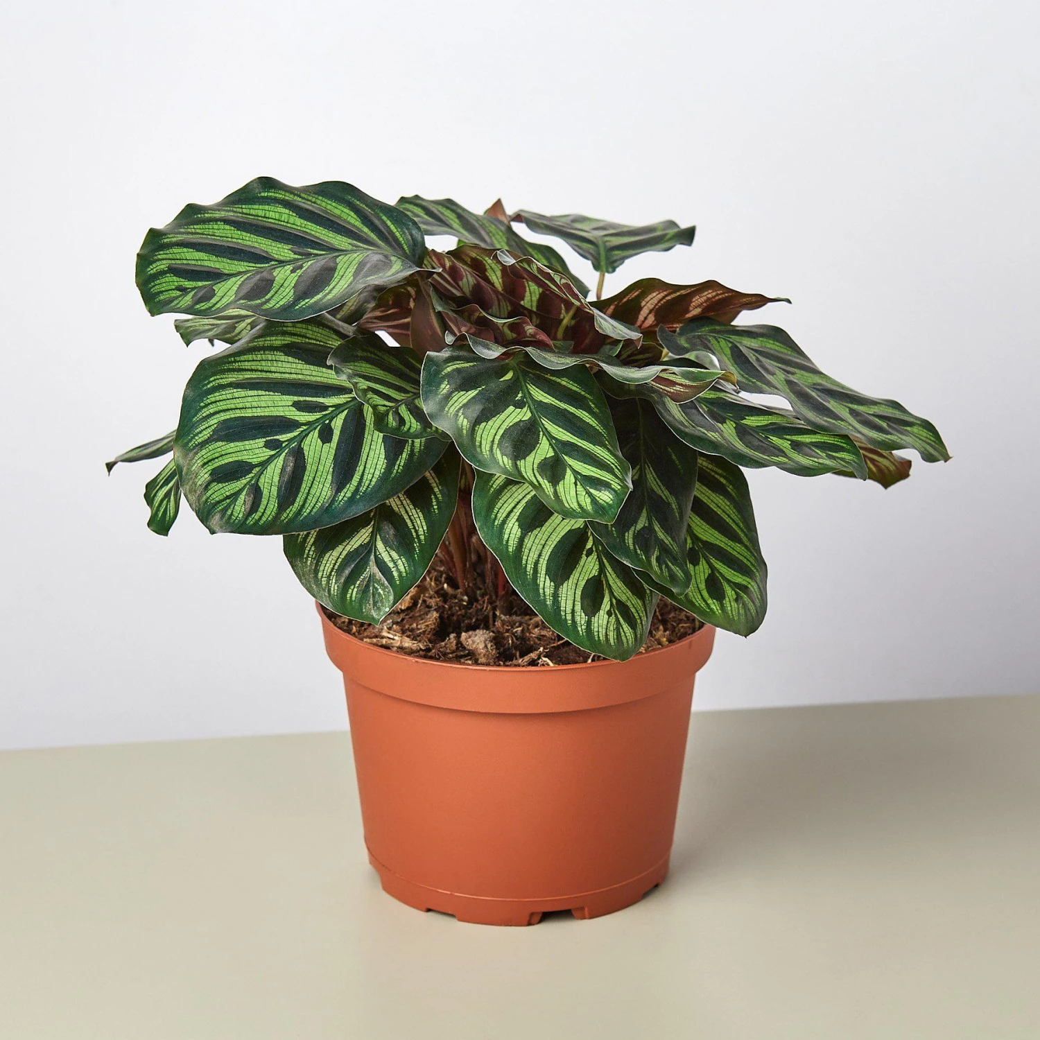 Calathea 'Makoyana' - Image 4