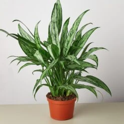 Chinese Evergreen 'Cutlass'