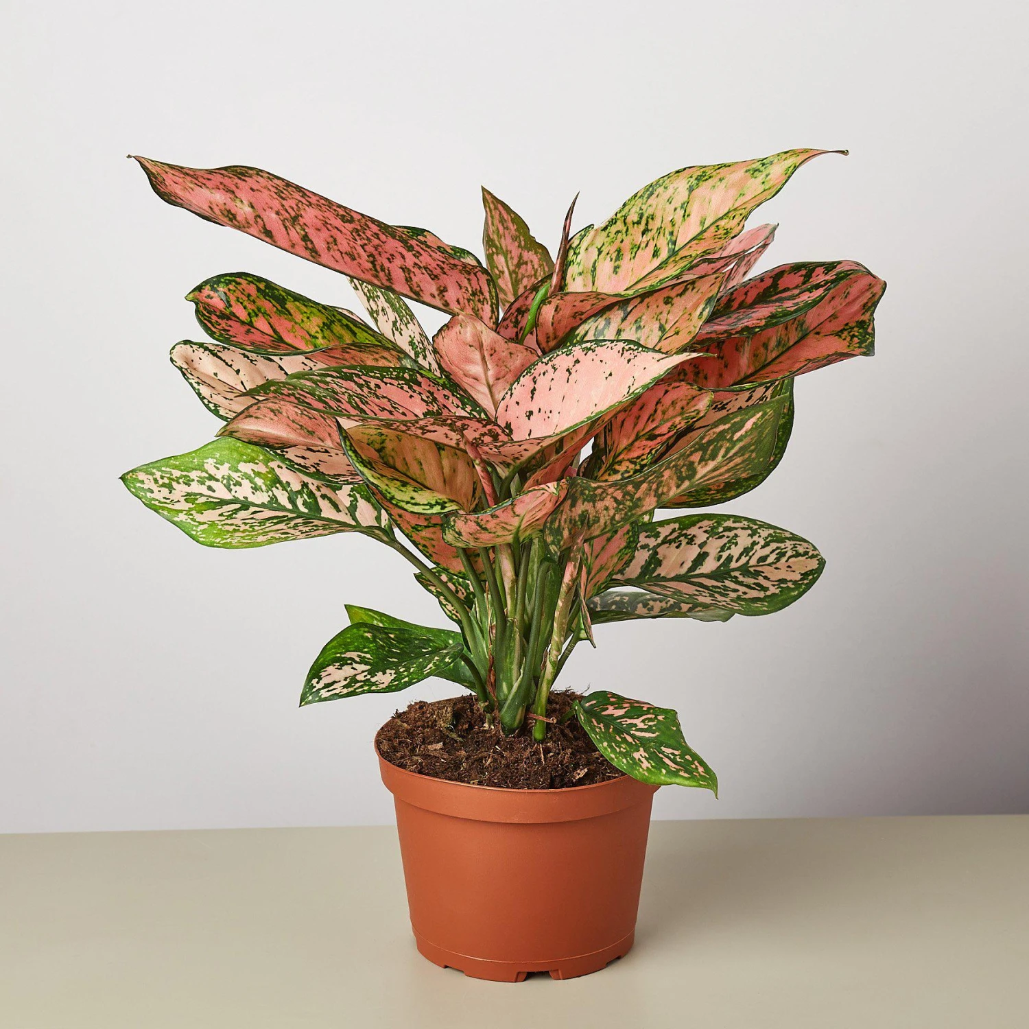 Chinese Evergreen 'Lady Valentine' - Image 4