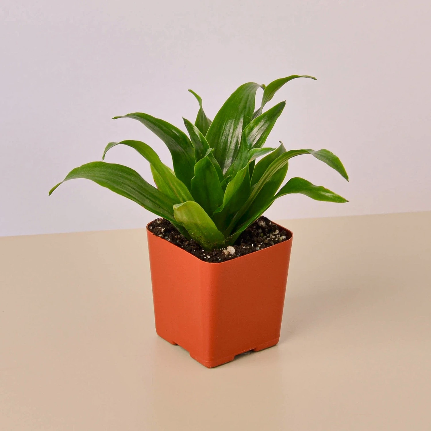 3" Tropical Plant Variety Bundle - Image 4