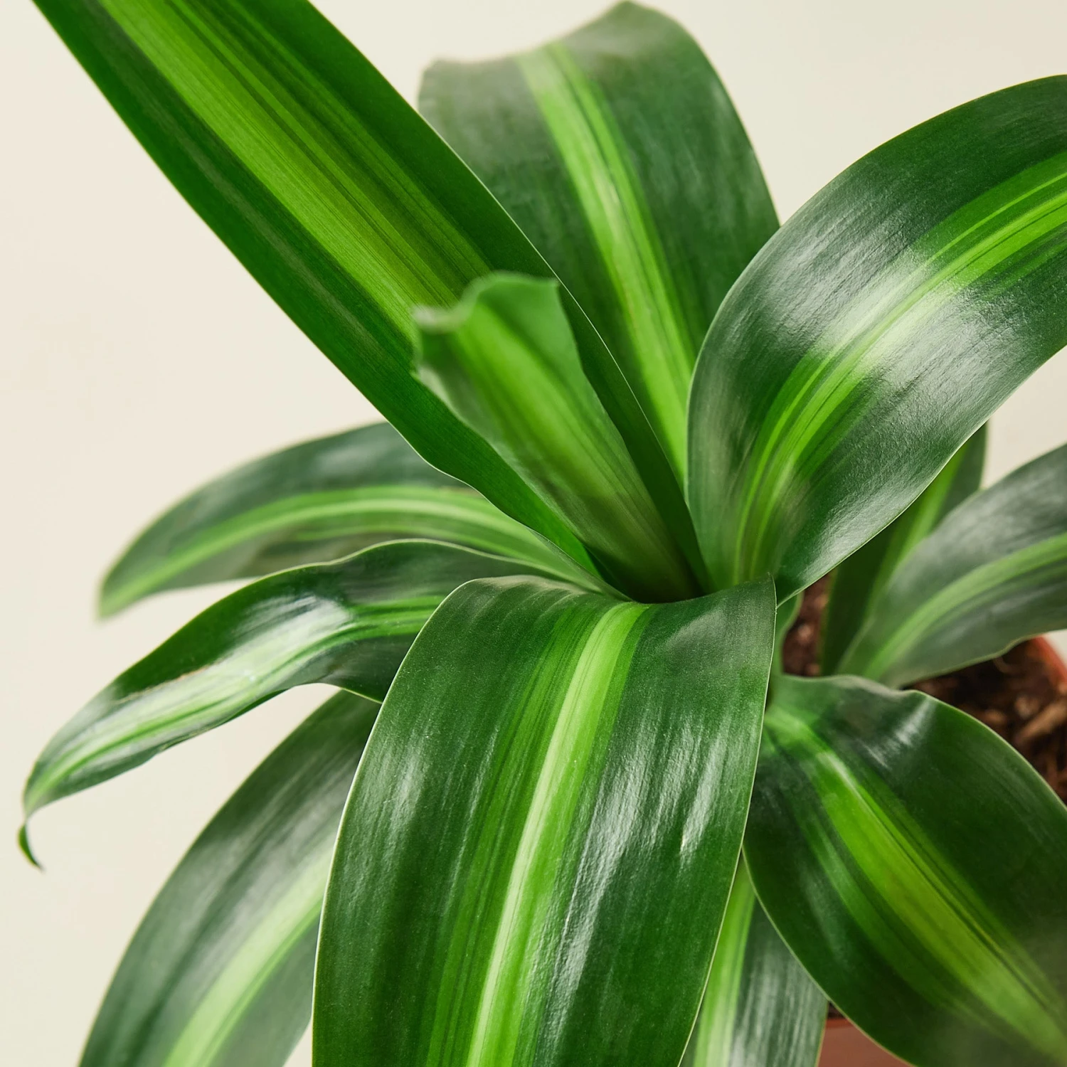 Dracaena 'Massangeana' - Image 2