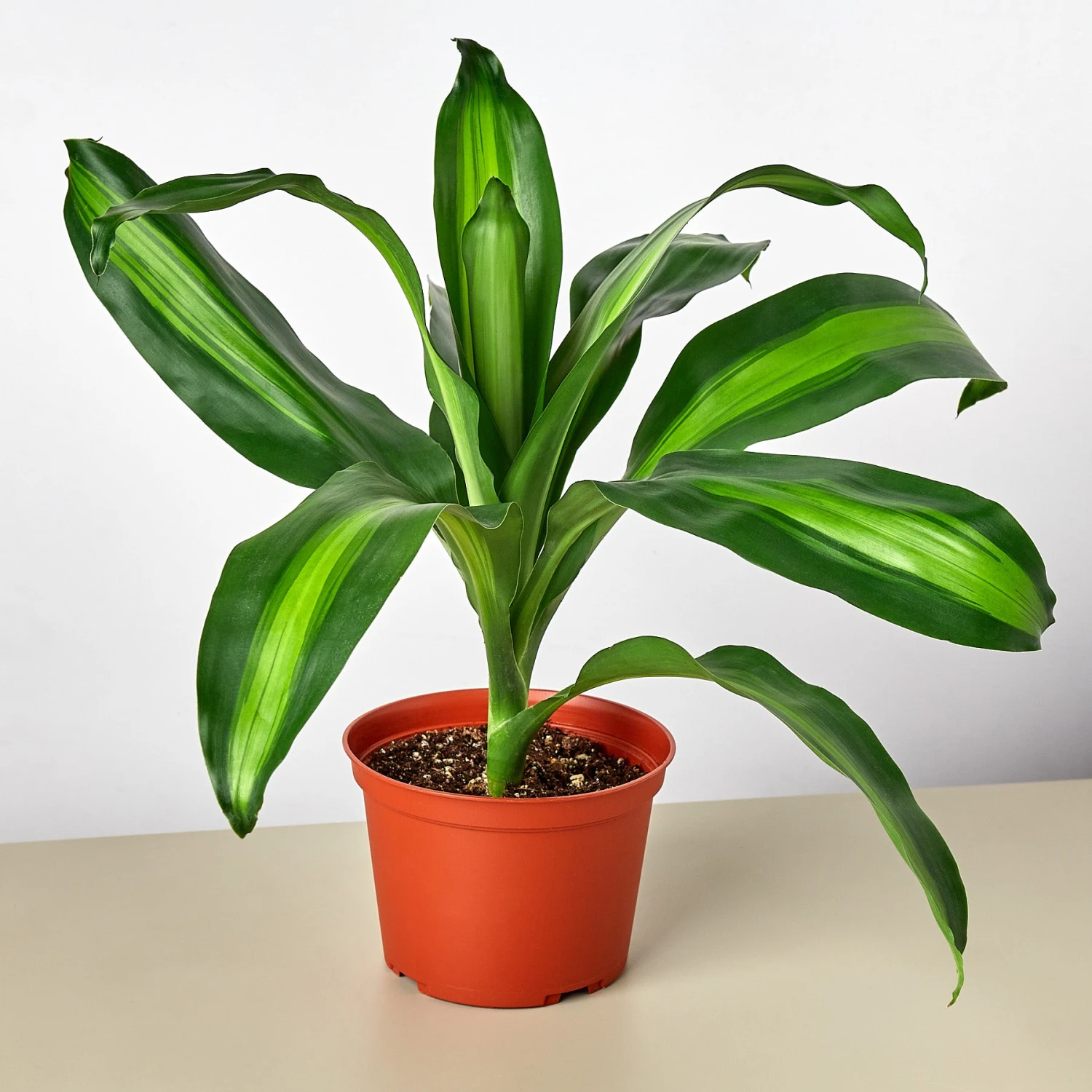 Dracaena 'Massangeana' - Image 4