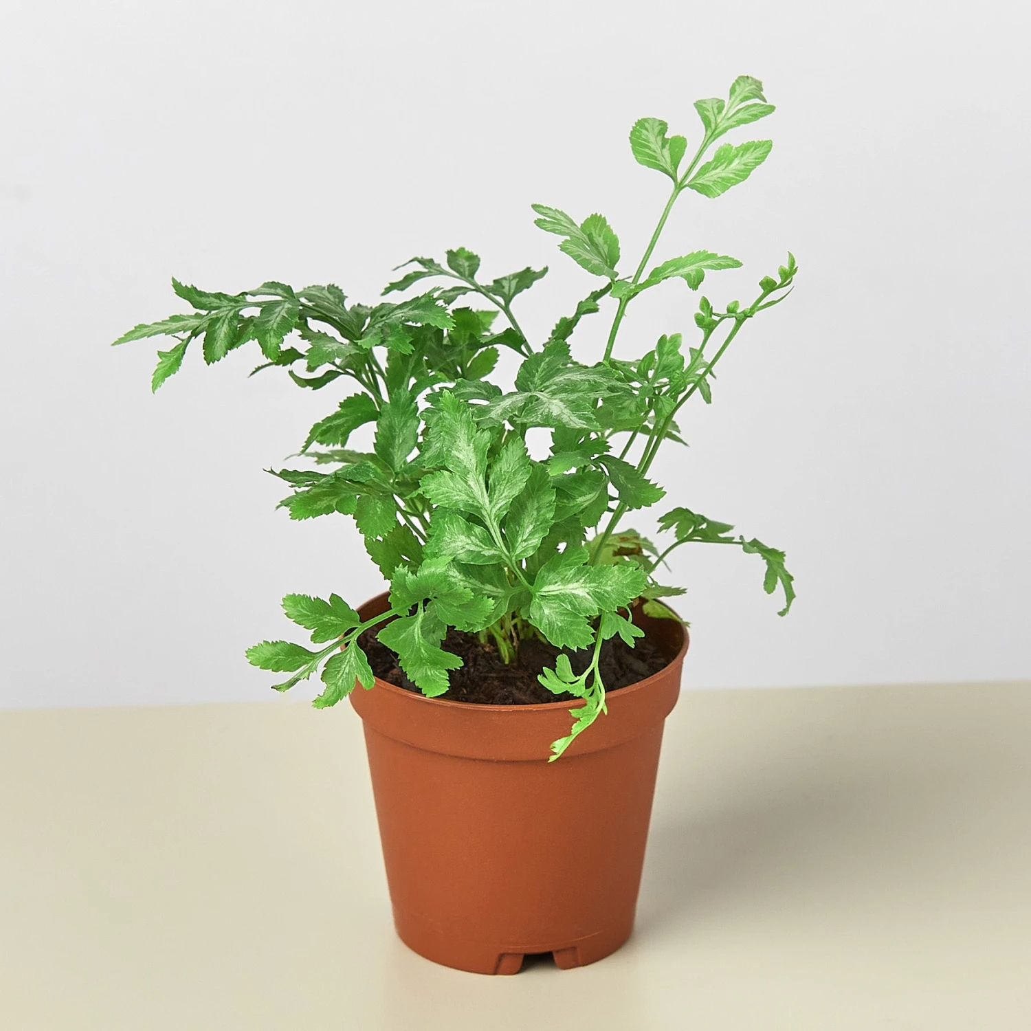 Pteris Ensiformis 'Silver Lace' - Image 4