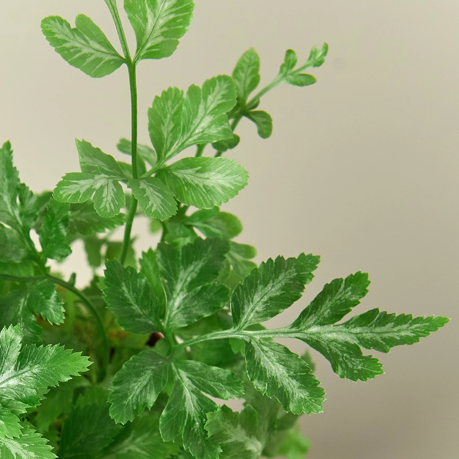 Pteris Ensiformis 'Silver Lace' - Image 5