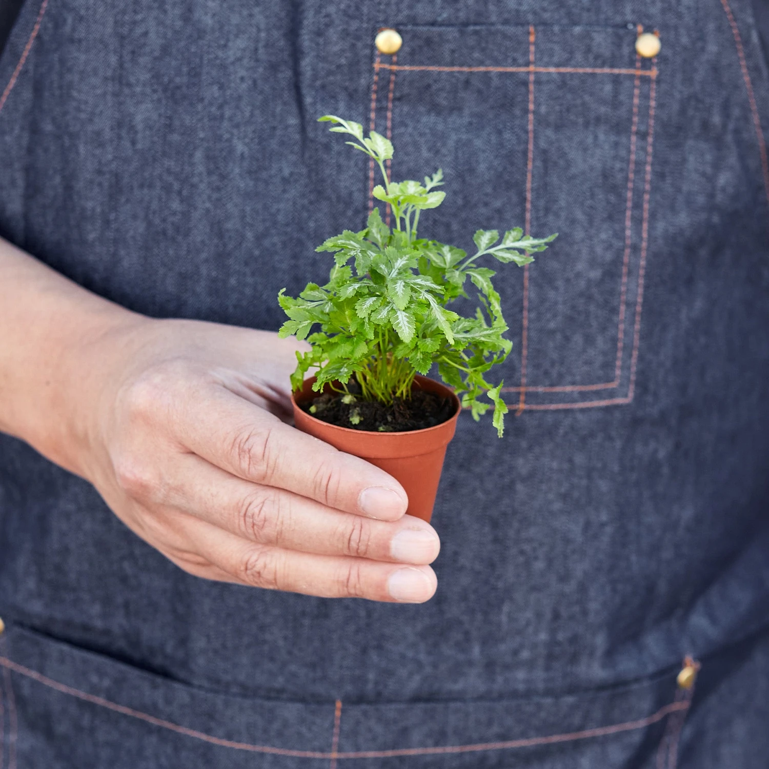 Pteris Ensiformis 'Silver Lace' - Image 3
