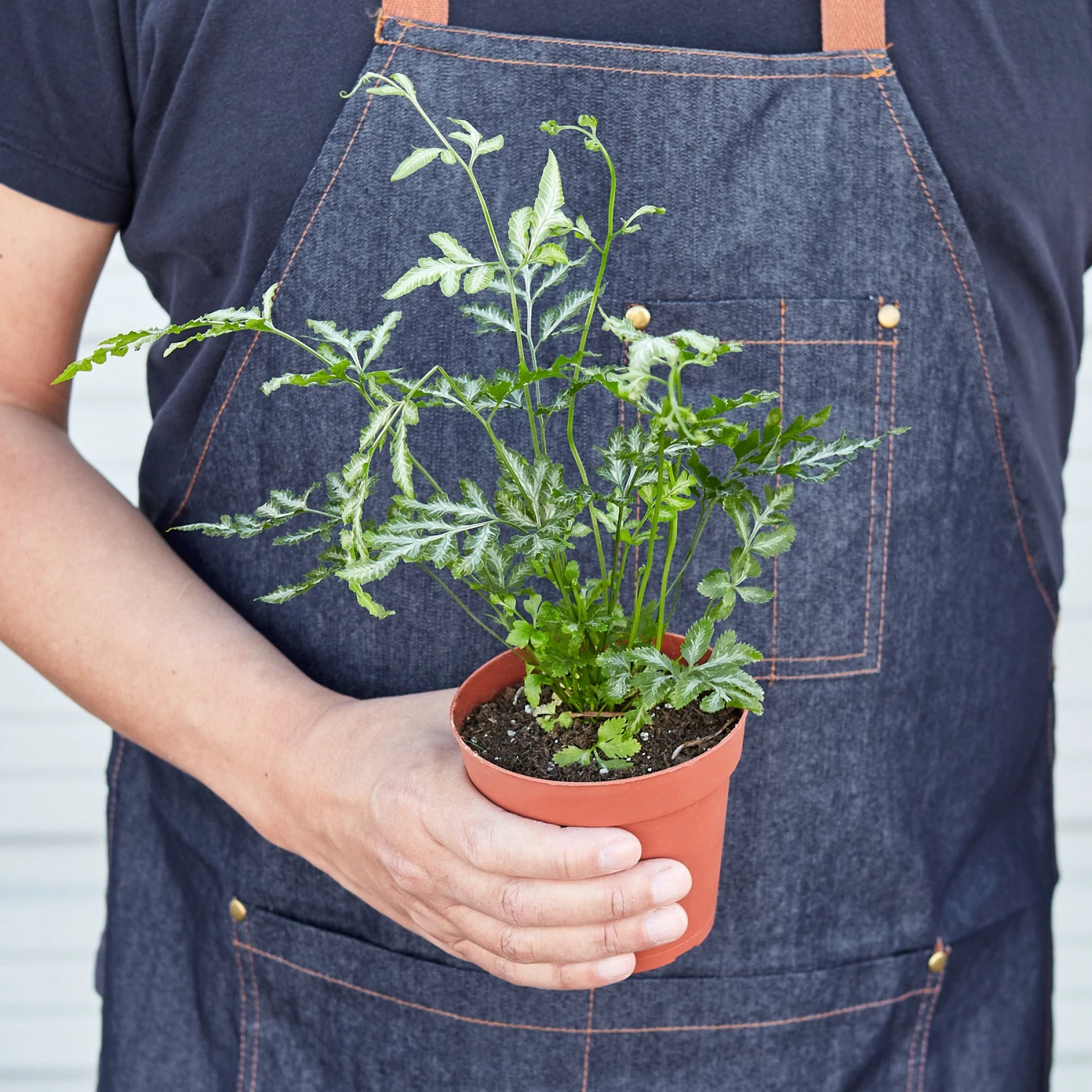 Pteris Ensiformis 'Silver Lace' - Image 6
