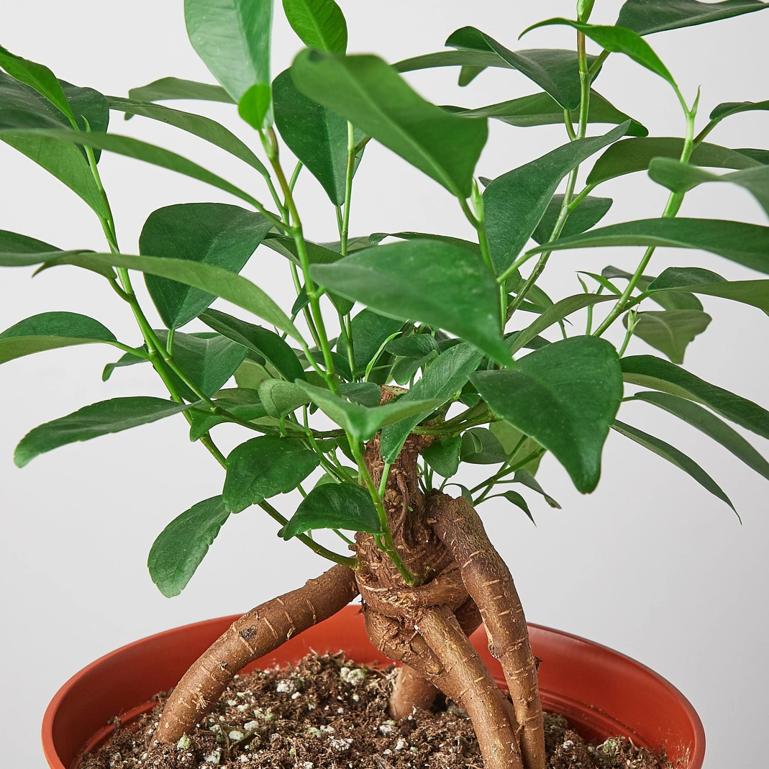 Ficus 'Ginseng' - Image 5