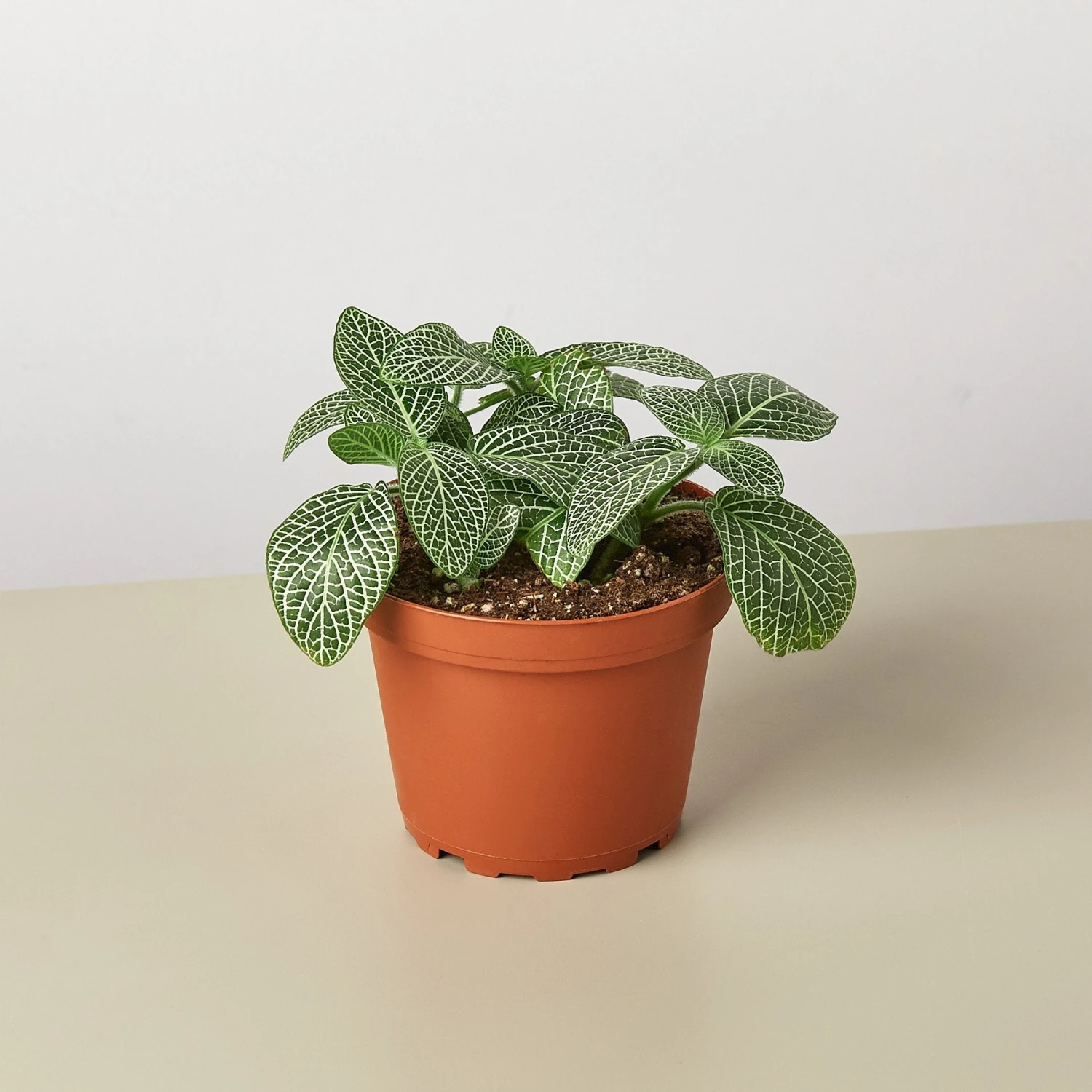 Fittonia 'White' - Image 4