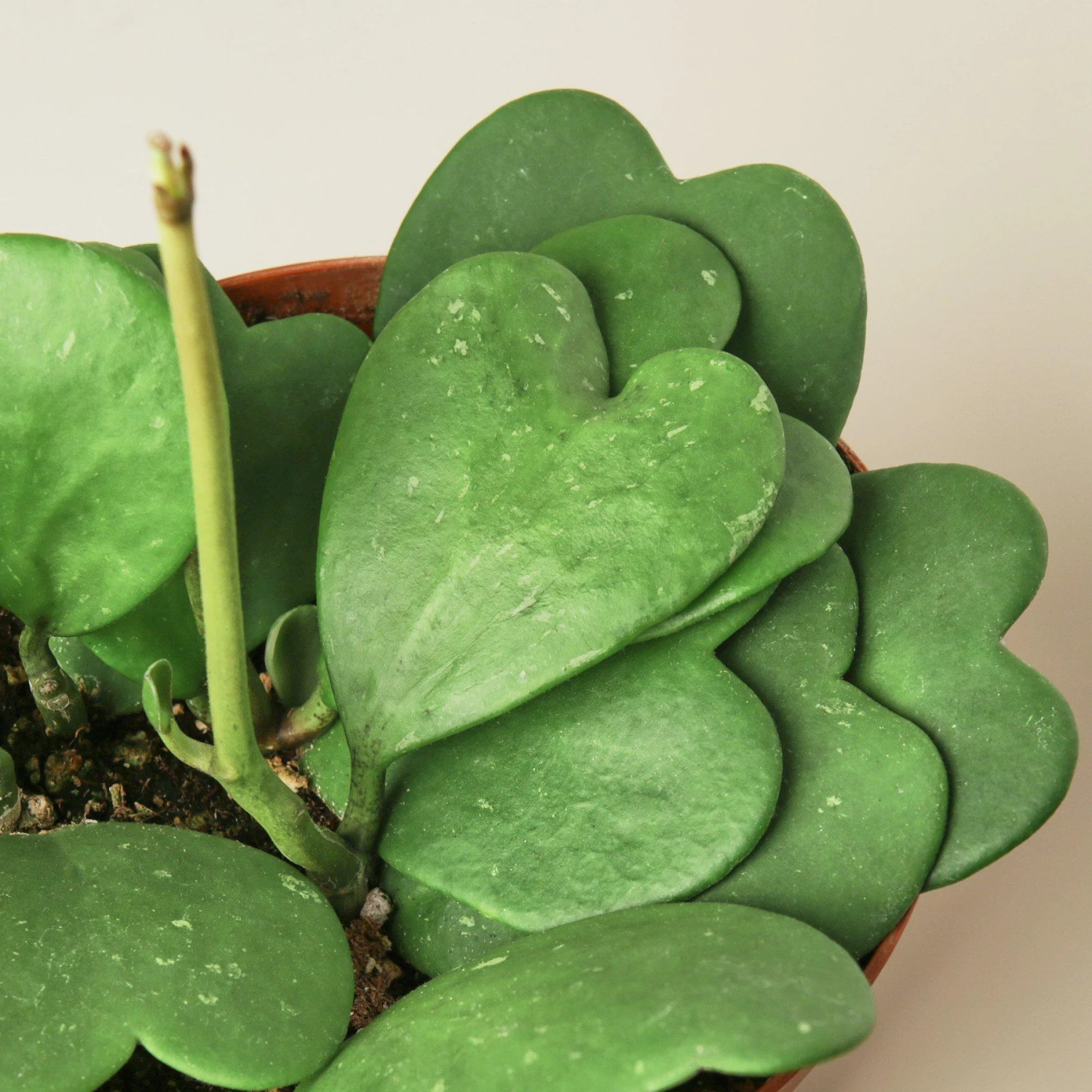 Hoya 'Sweetheart' - Image 5