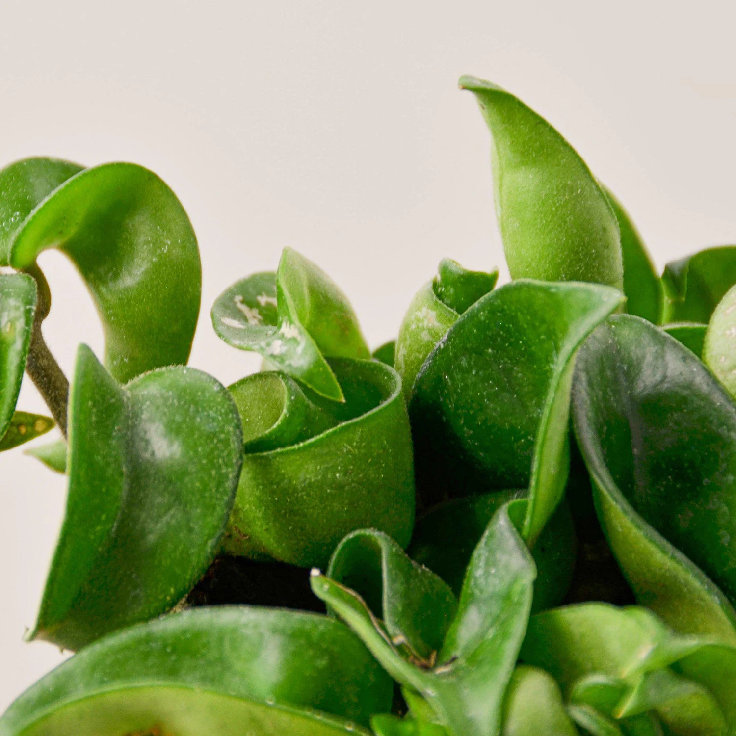 Hoya Rope Plant - Image 5