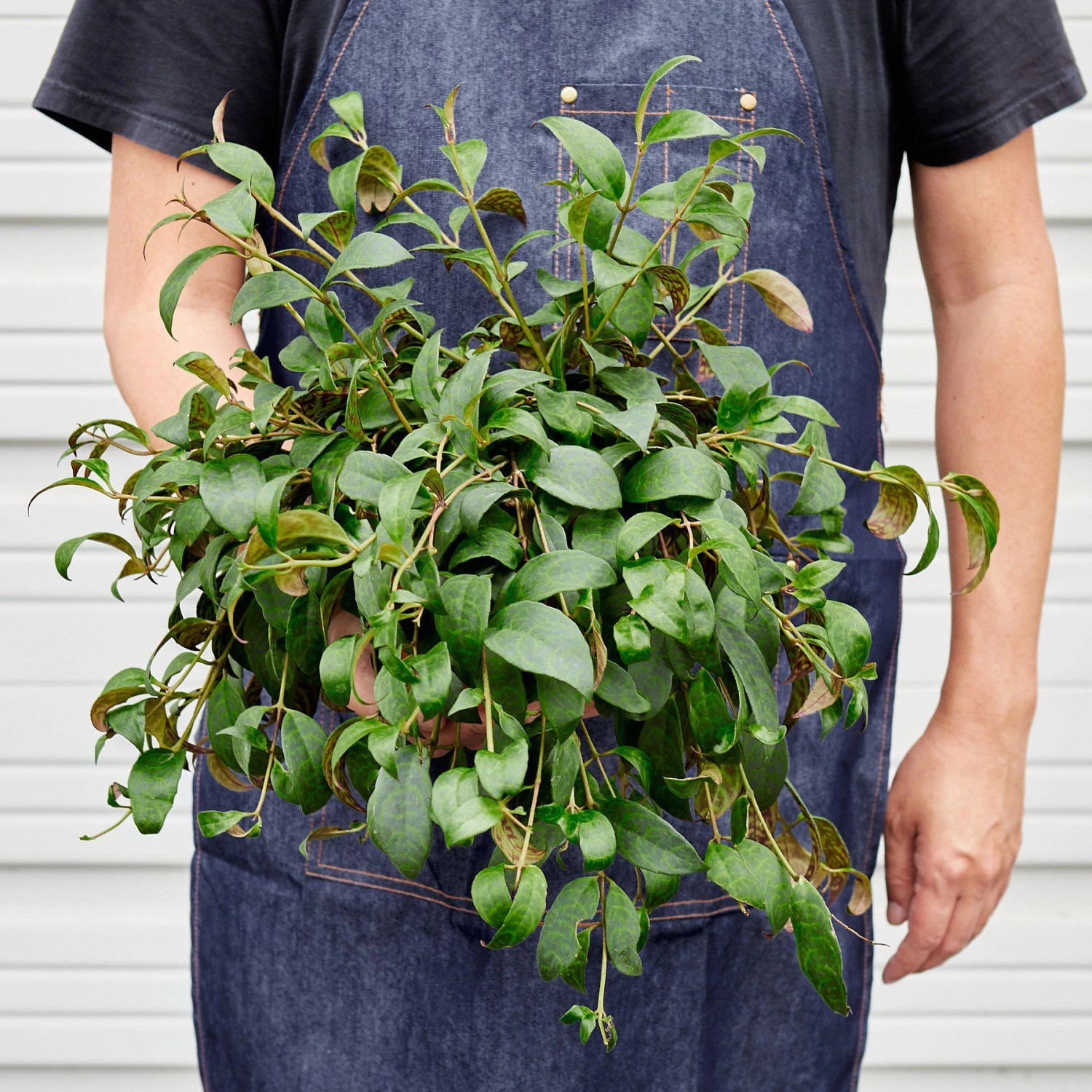 Lipstick 'Black Pagoda' - Image 5