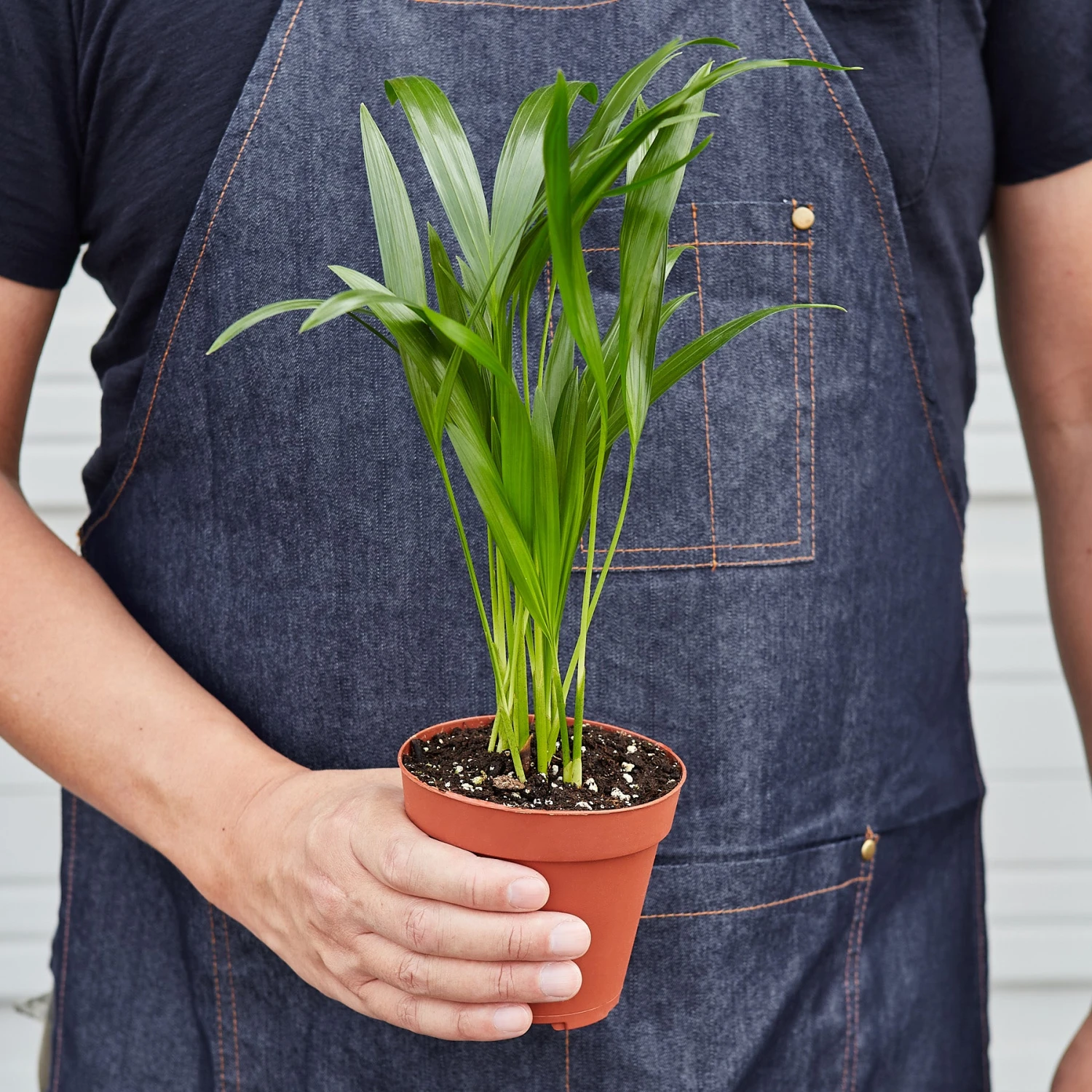 Areca Palm - Image 3