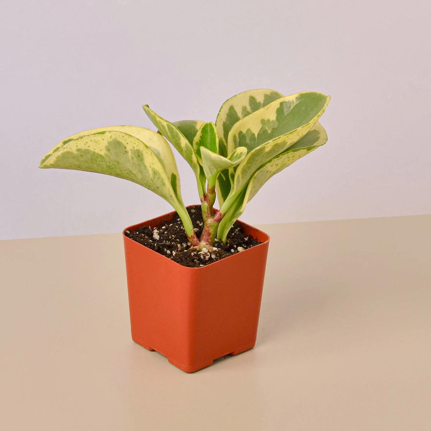 3" Tropical Plant Variety Bundle - Image 3