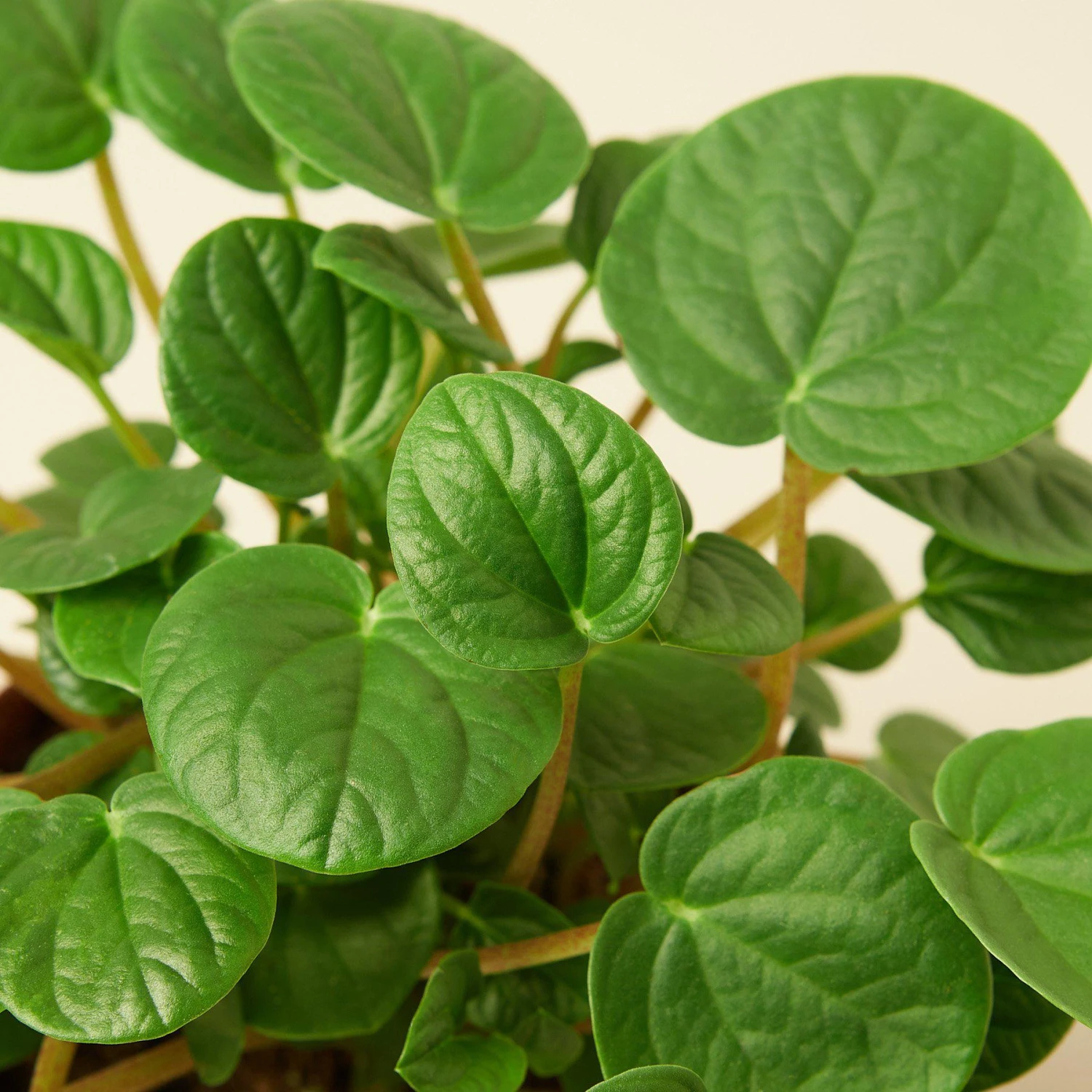 Peperomia 'Rana Verde' - Image 2