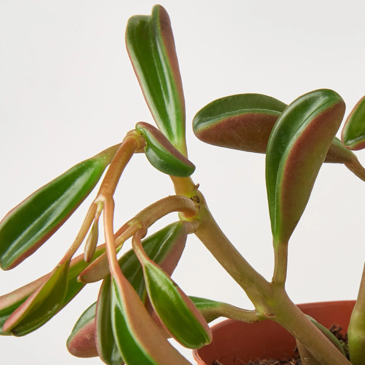 Peperomia 'Ruby Glow' - Image 2