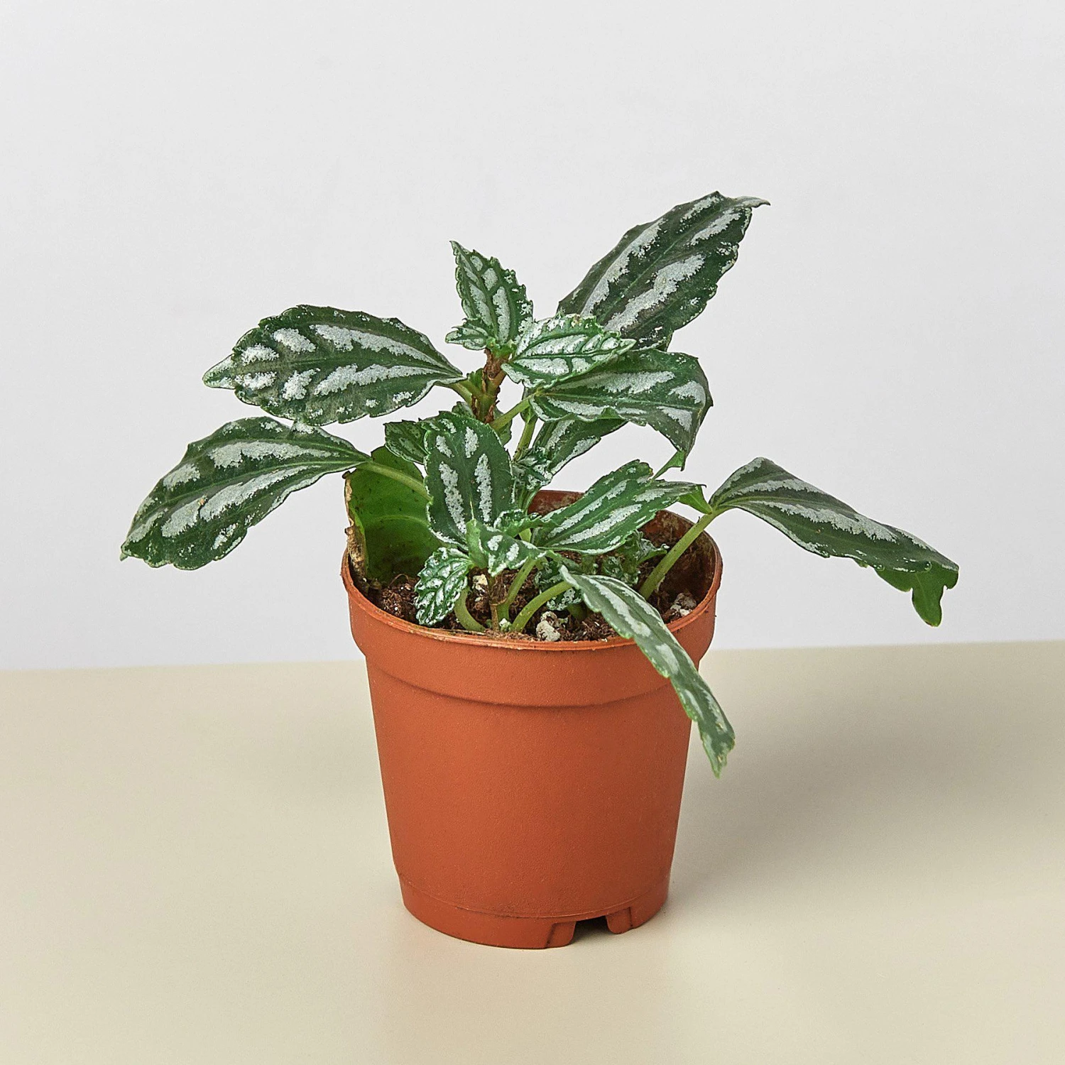 Pilea 'Aluminum' - Image 4