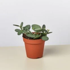 Succulent Xerosicyos 'Silver Dollar'