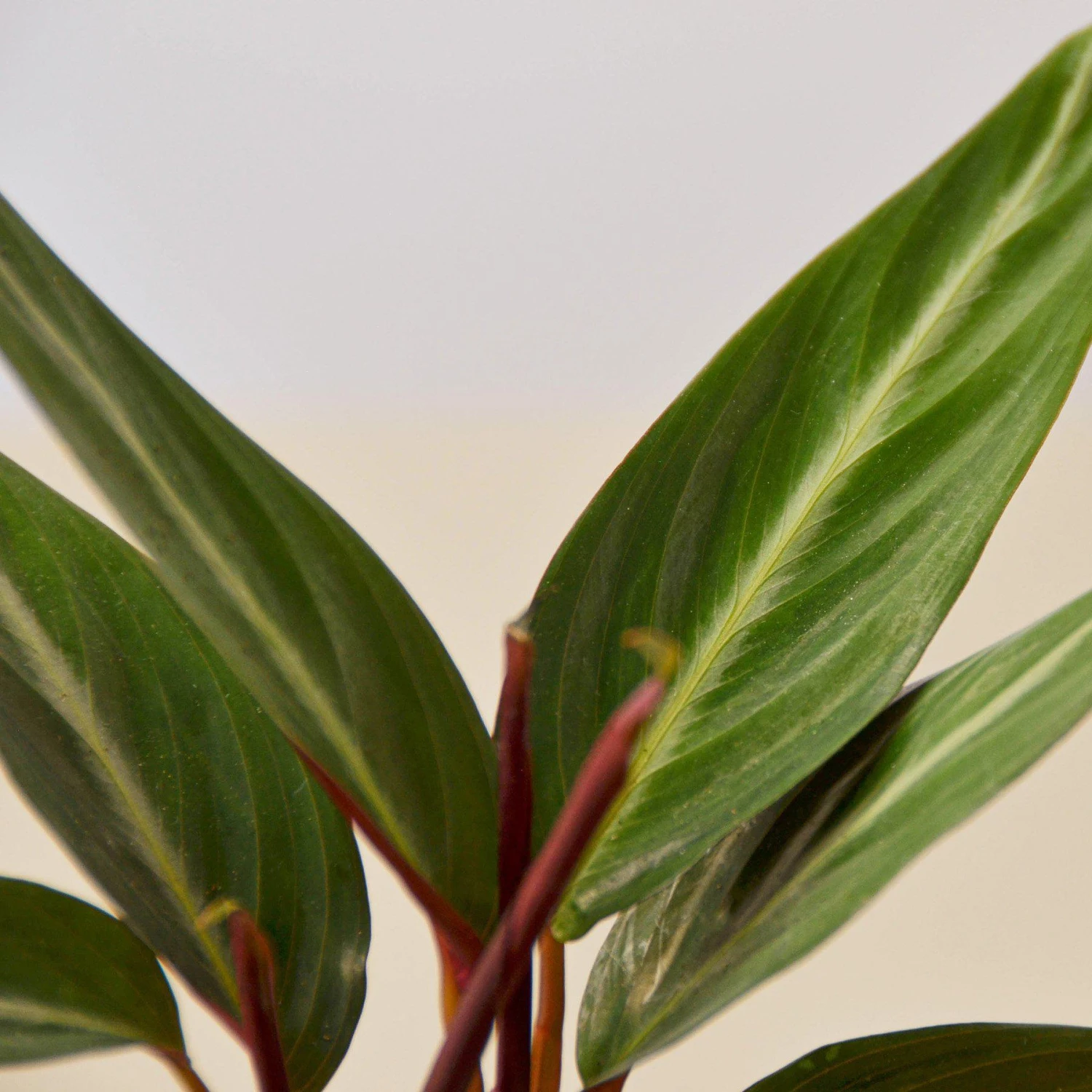 Stromanthe 'Sanguinea' - Image 2