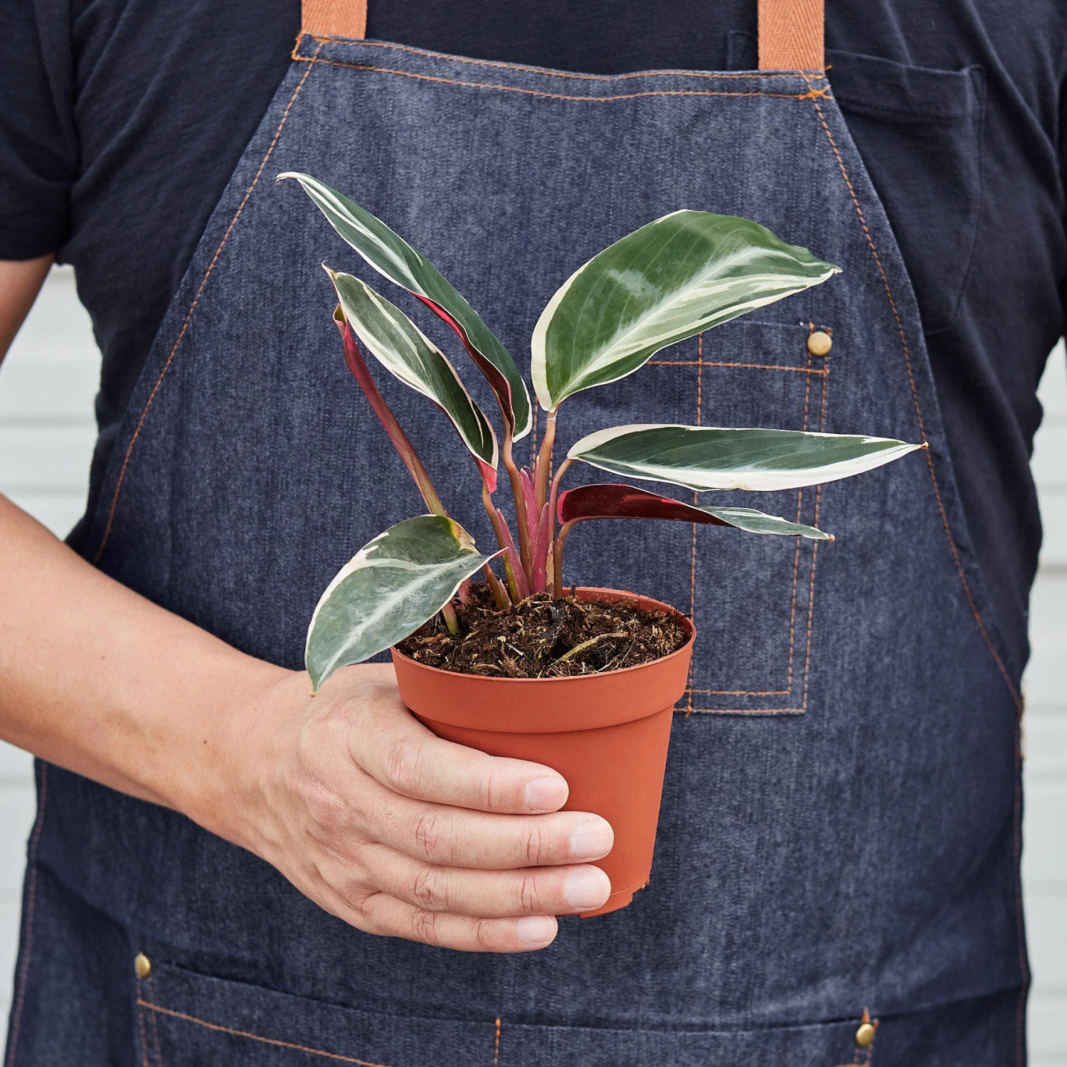 Stromanthe 'Triostar' - Image 2