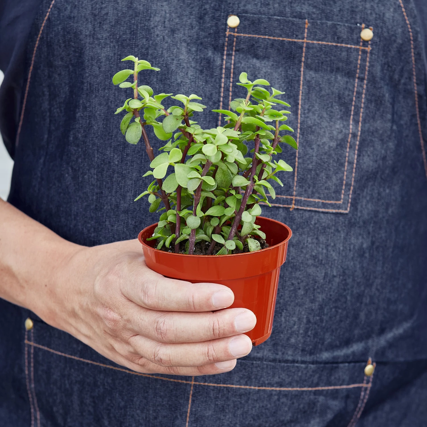 Succulent 'Elephant Bush' - Image 4