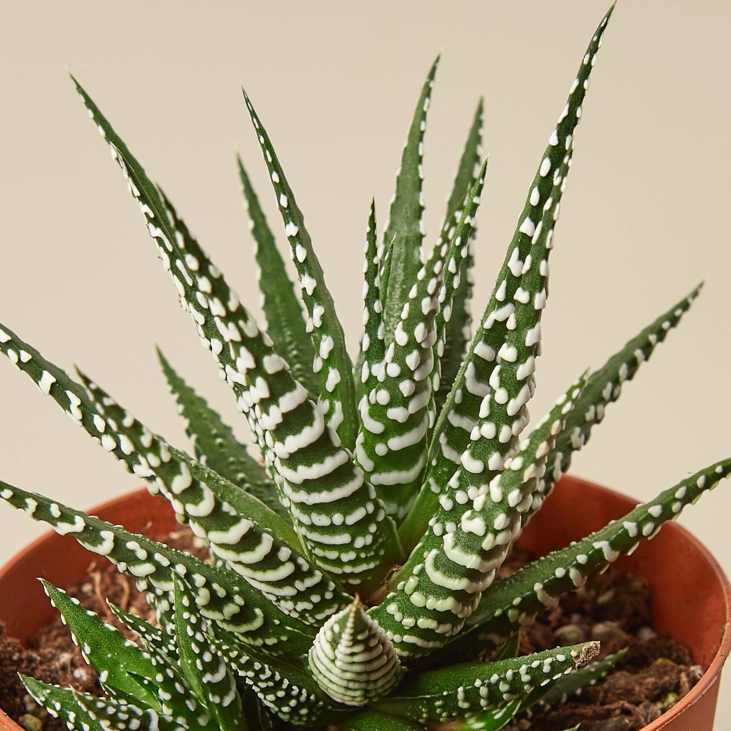 Zebra Succulent - Image 2