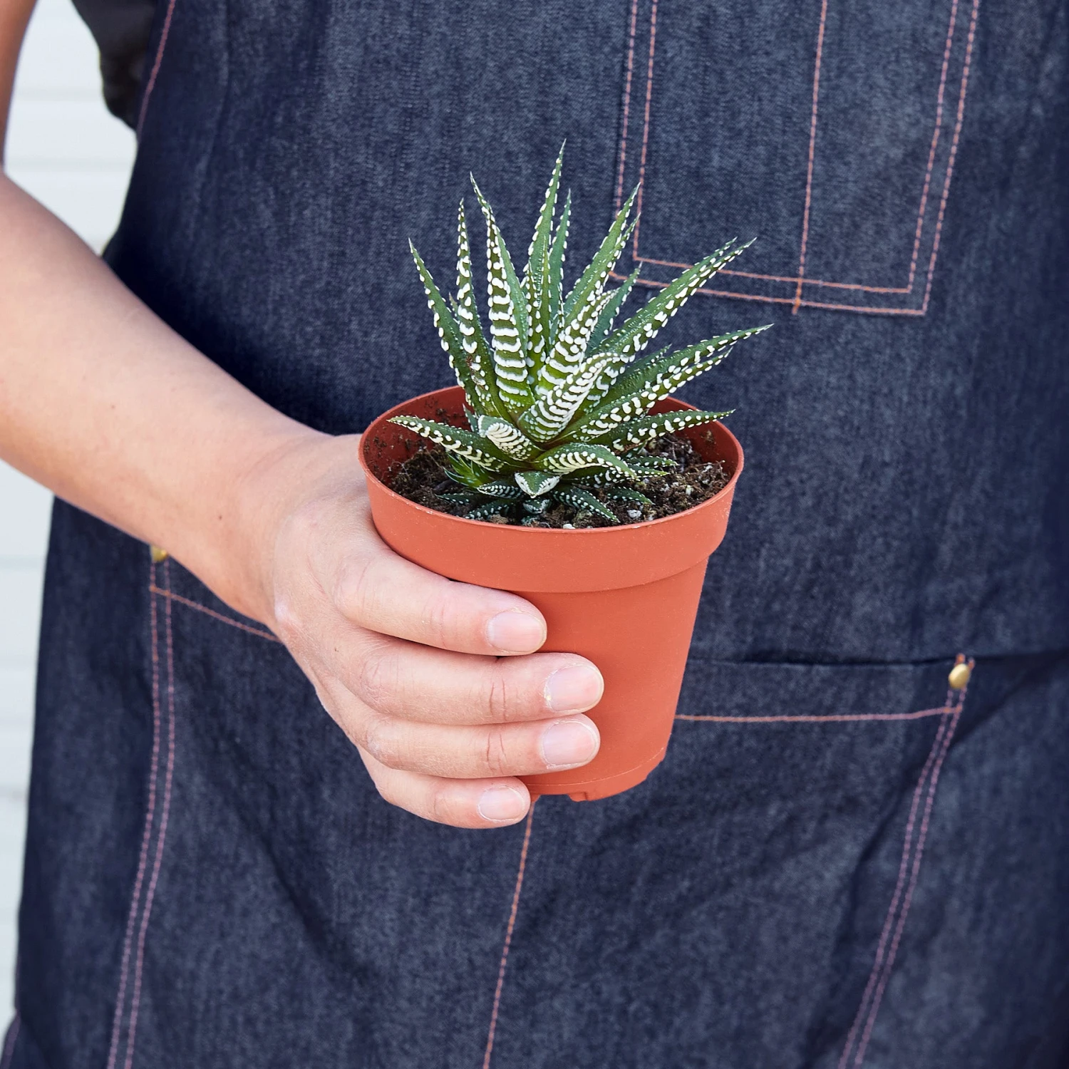 Zebra Succulent - Image 4