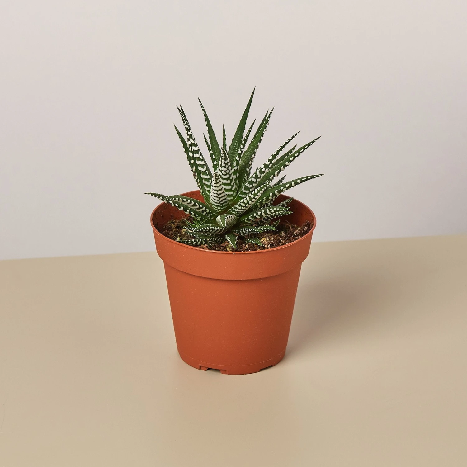 Zebra Succulent - Image 3