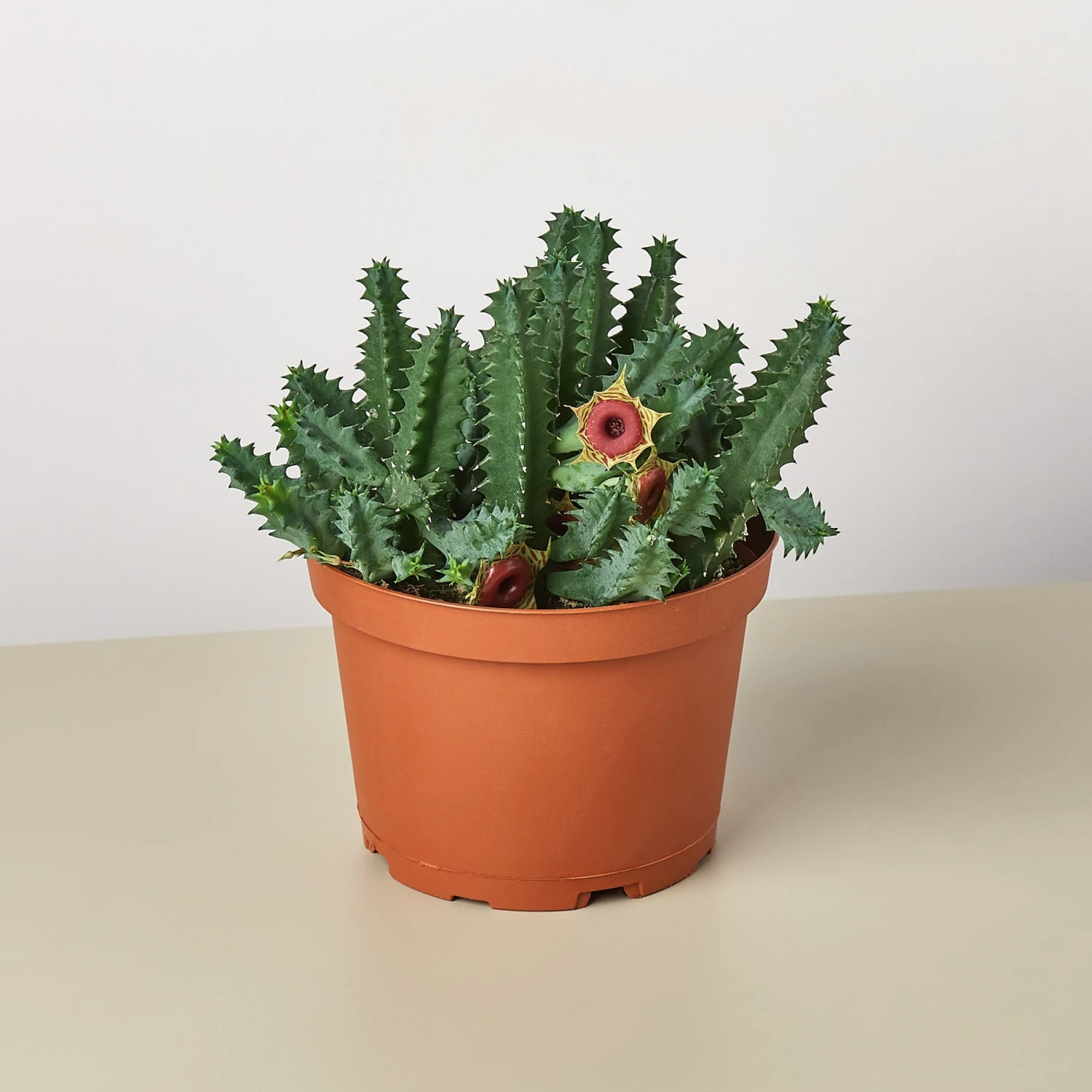 Lifesaver Cactus - Image 4