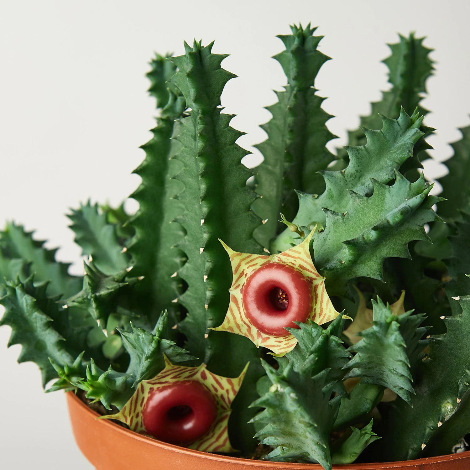 Lifesaver Cactus - Image 5