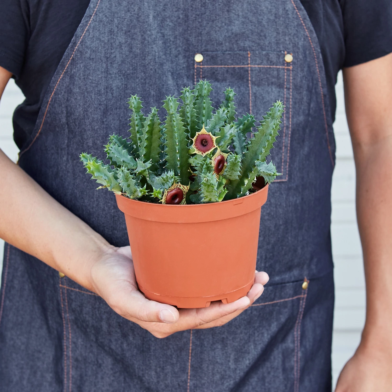 Lifesaver Cactus - Image 6