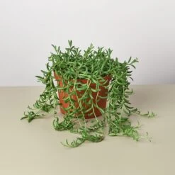 Succulent 'String Of Bananas'