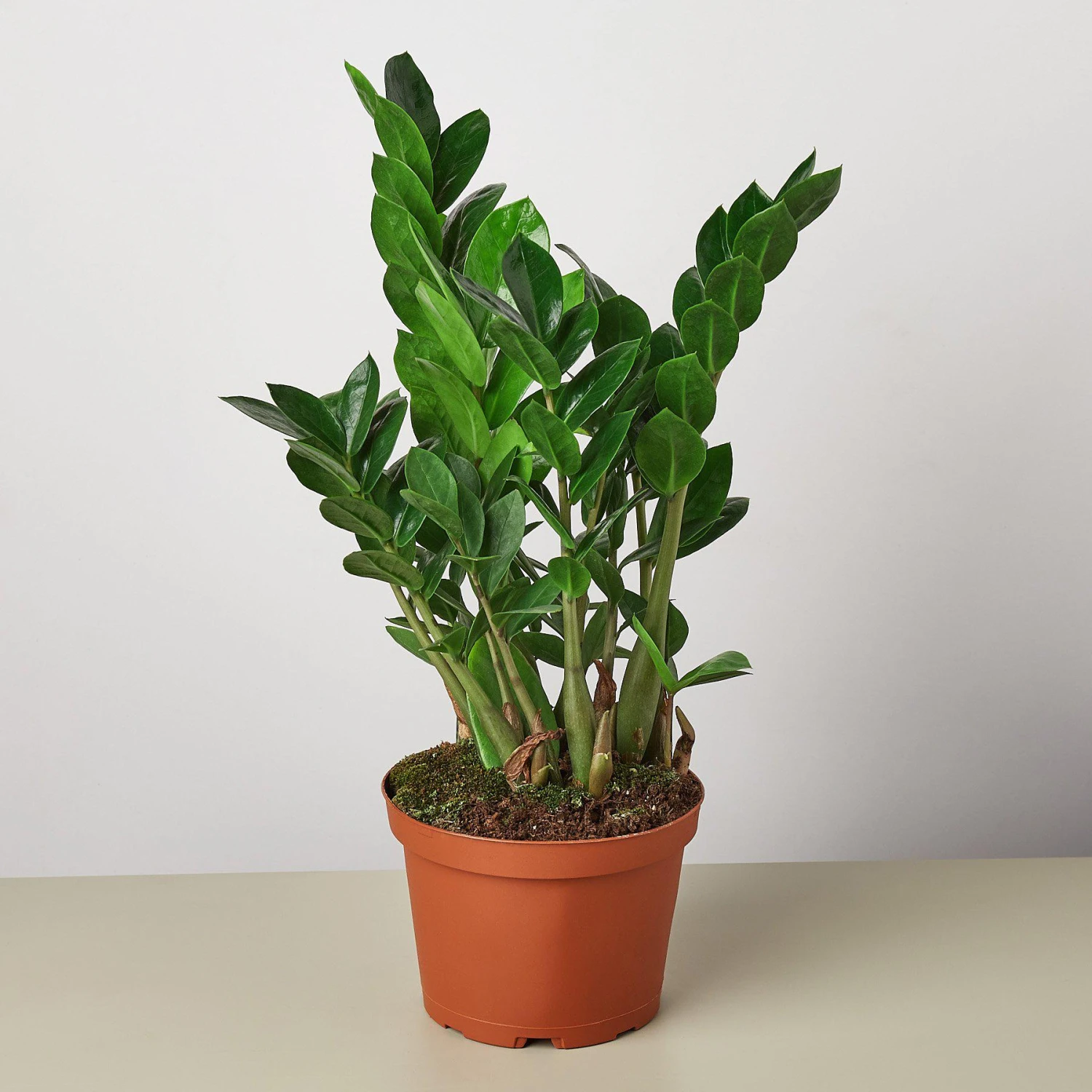 Zamioculcas Zamiifolia 'ZZ' - Image 3
