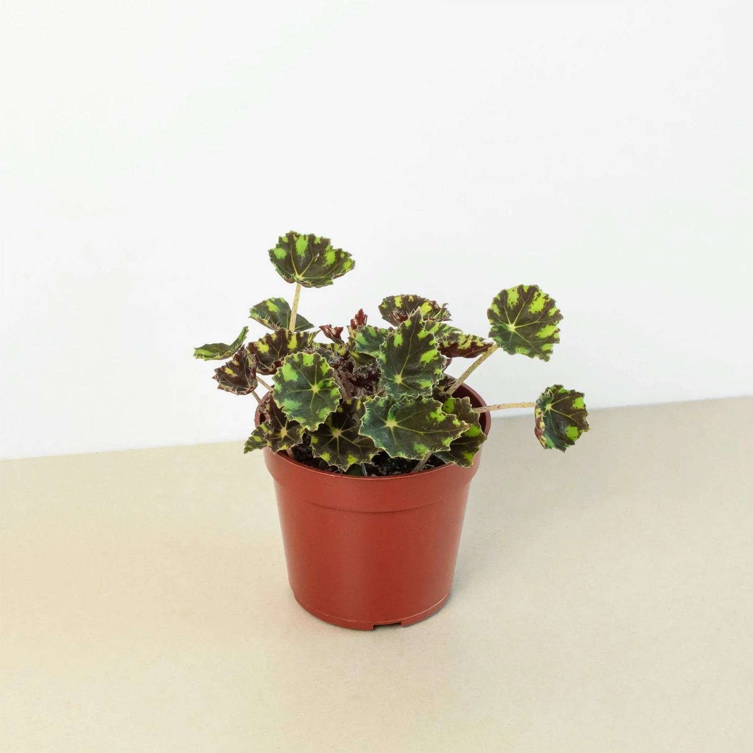 Begonia Tiger Paws - 6" Pot