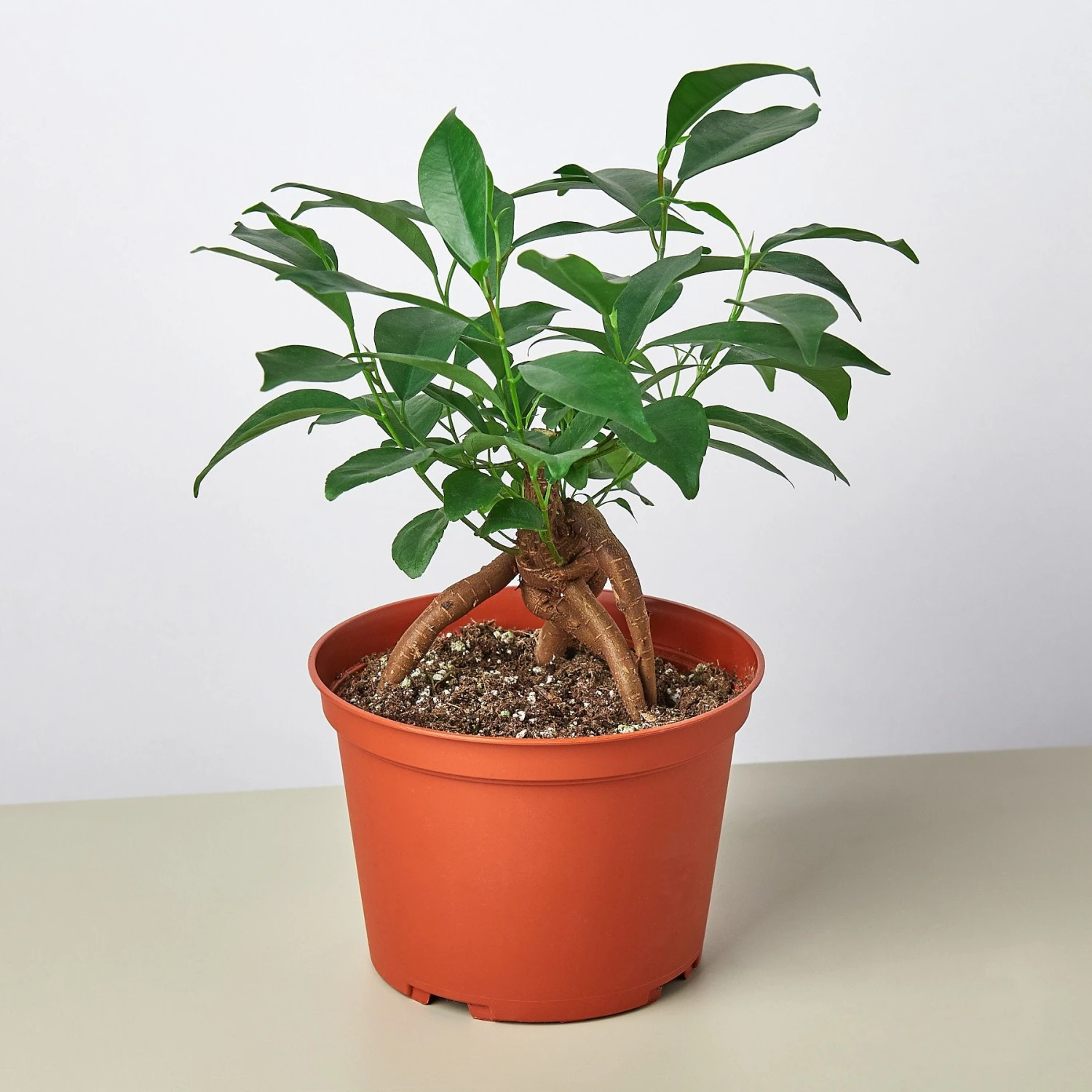 Ficus 'Ginseng' - Image 2