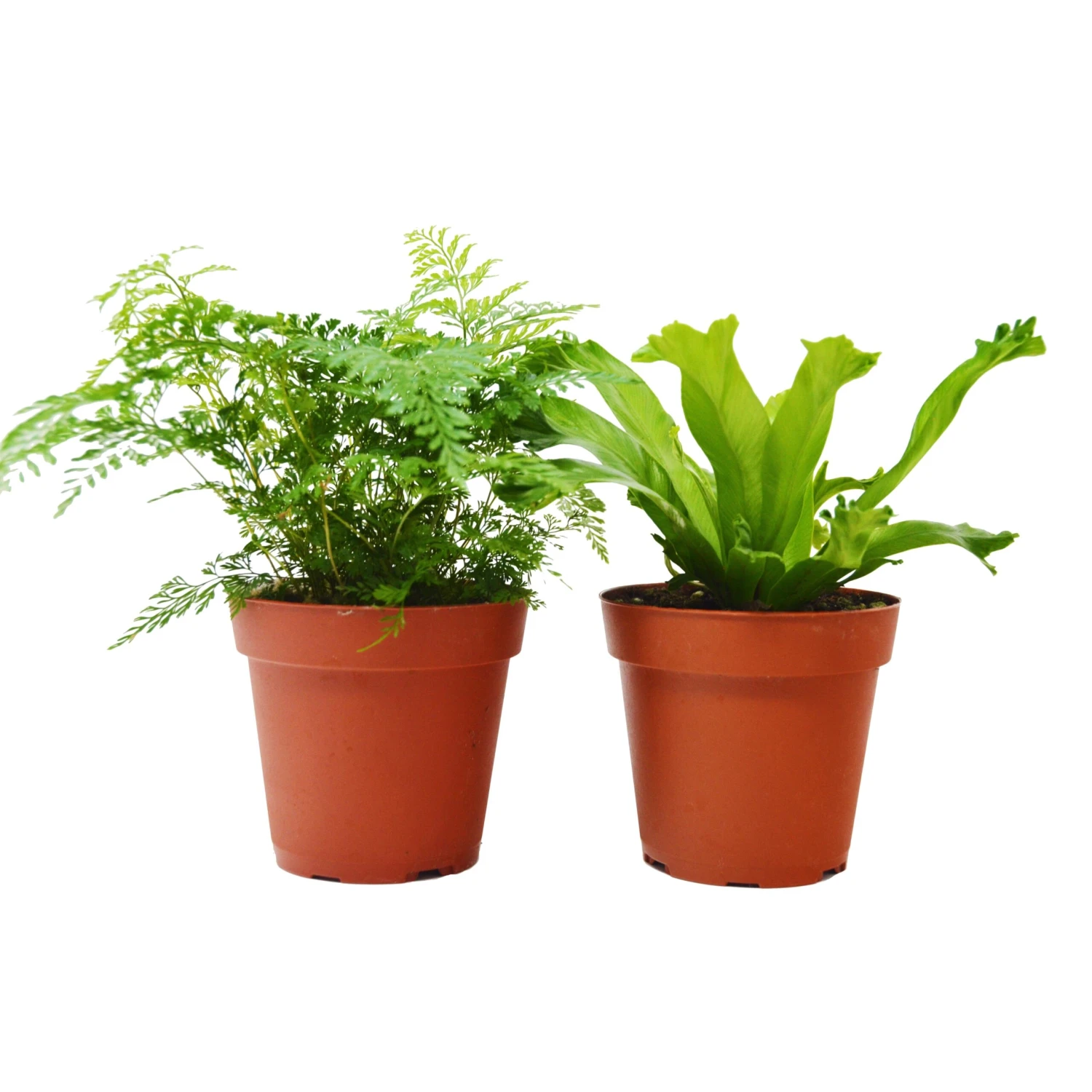 2 Fern Variety Pack - Live Plants - FREE Care Guide - 4" Pot - House Plant - Image 3