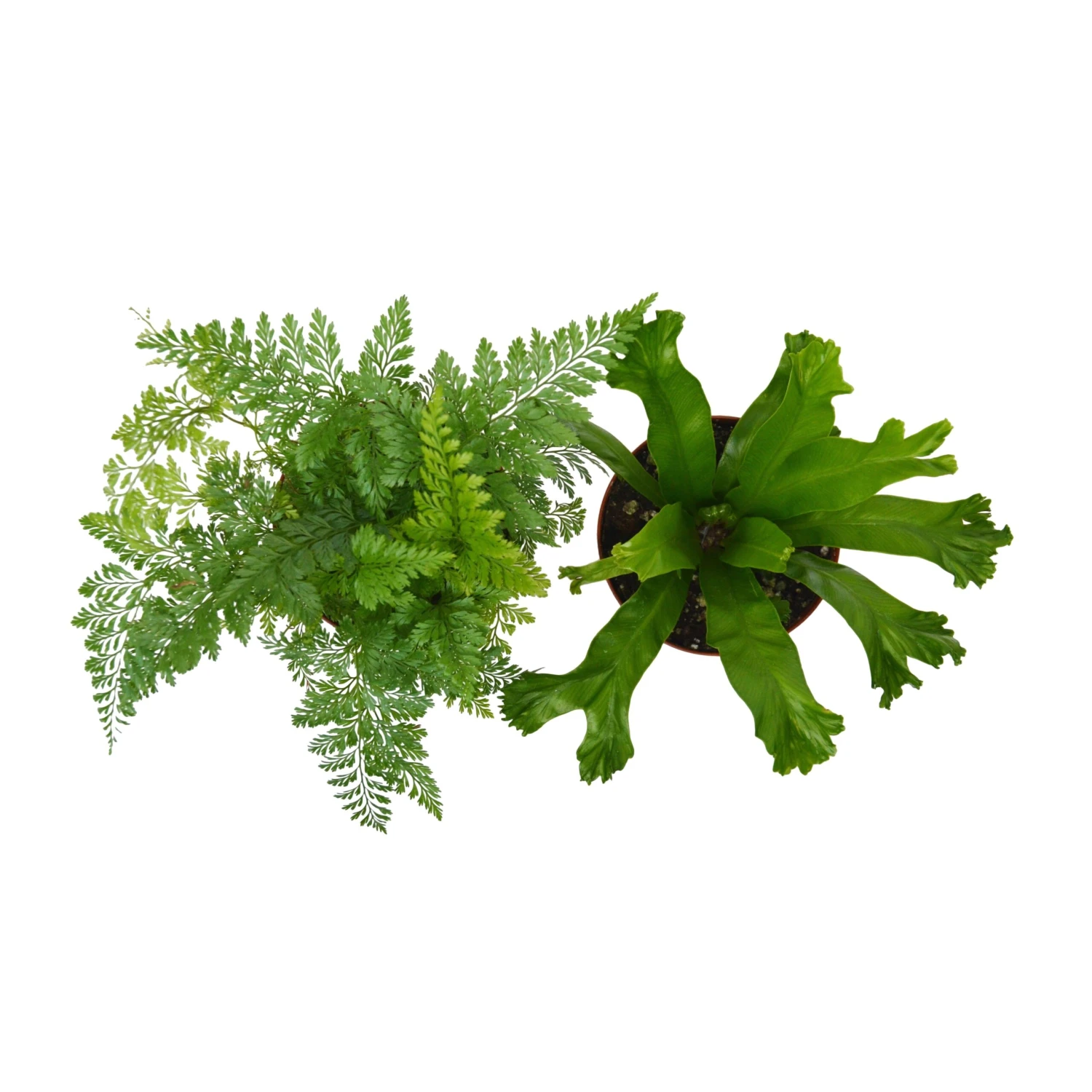 2 Fern Variety Pack - Live Plants - FREE Care Guide - 4" Pot - House Plant - Image 4