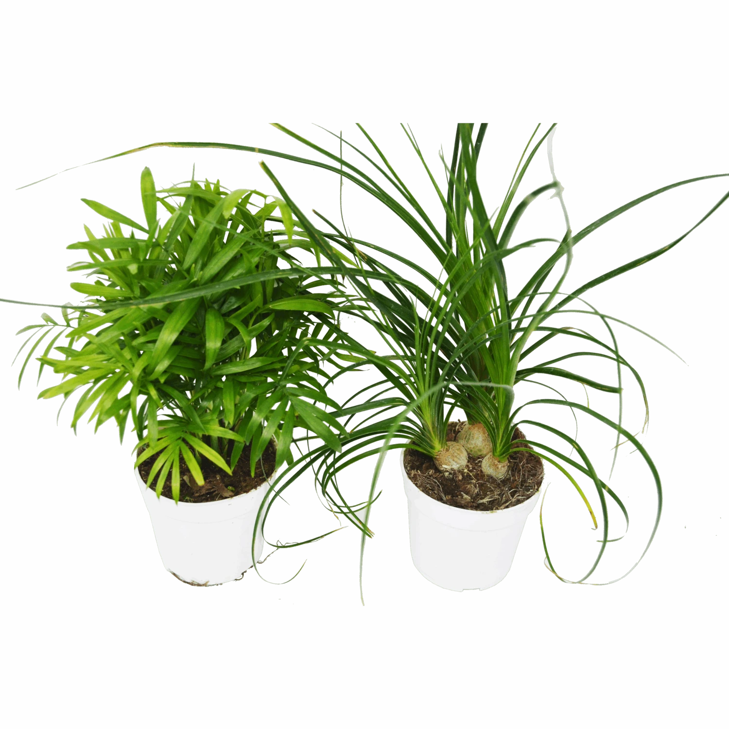 2 Palm Variety Pack / 4" Pots / Live Plant / House Plant - Image 3