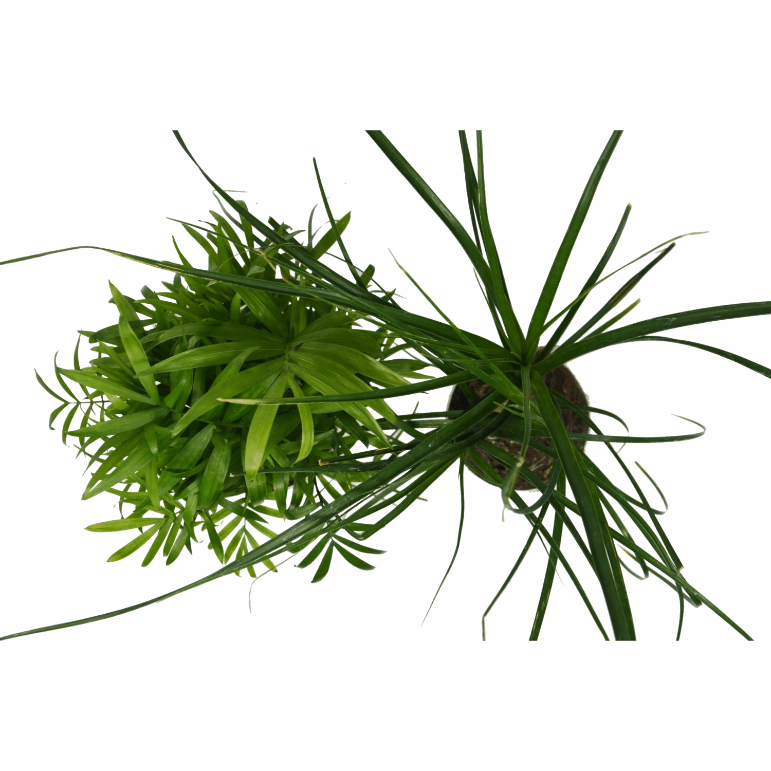 2 Palm Variety Pack / 4" Pots / Live Plant / House Plant - Image 4