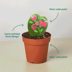 Hoya Heart - "I Love You" Special Painted Hoya