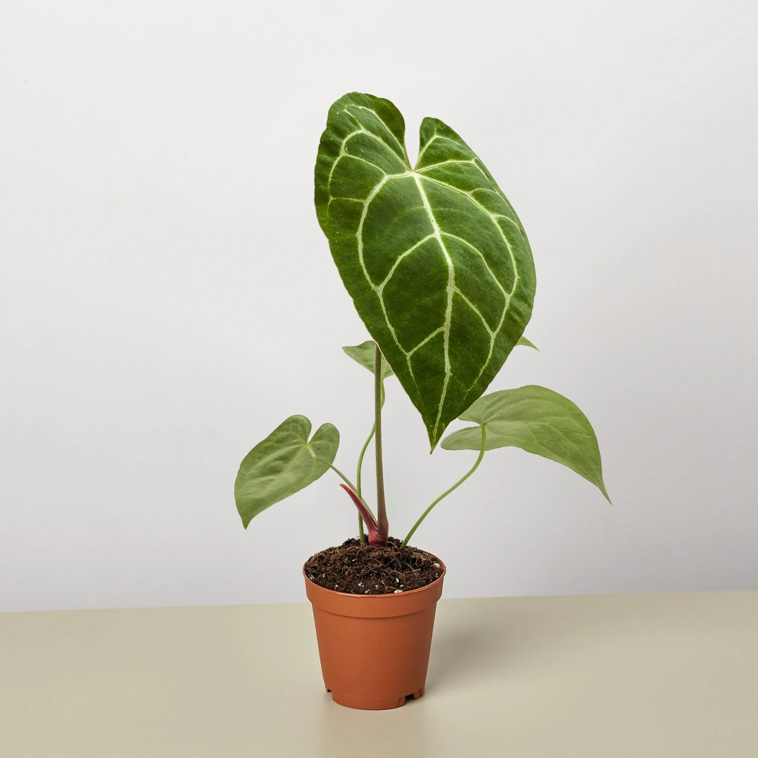 Anthurium Crystallinum - Image 3