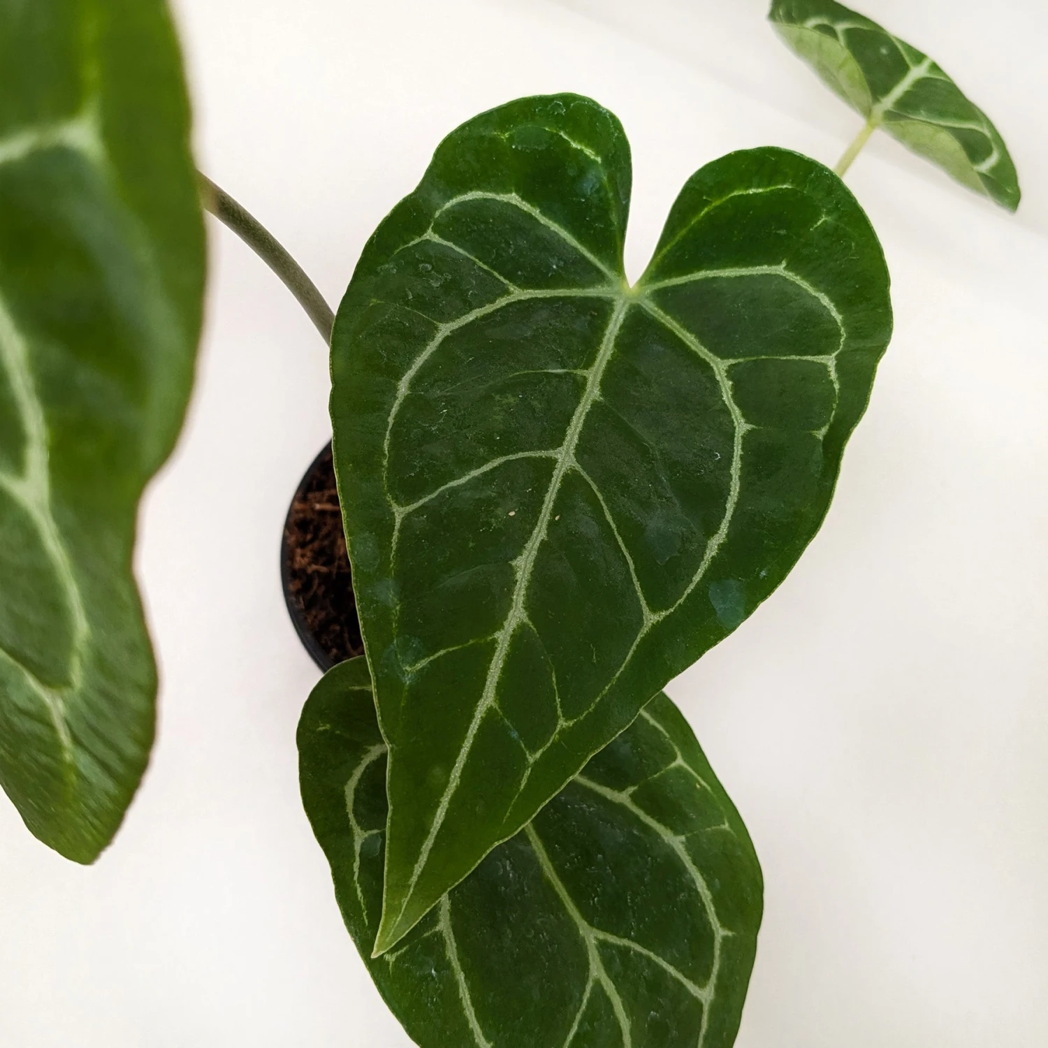 Anthurium Crystallinum - Image 4