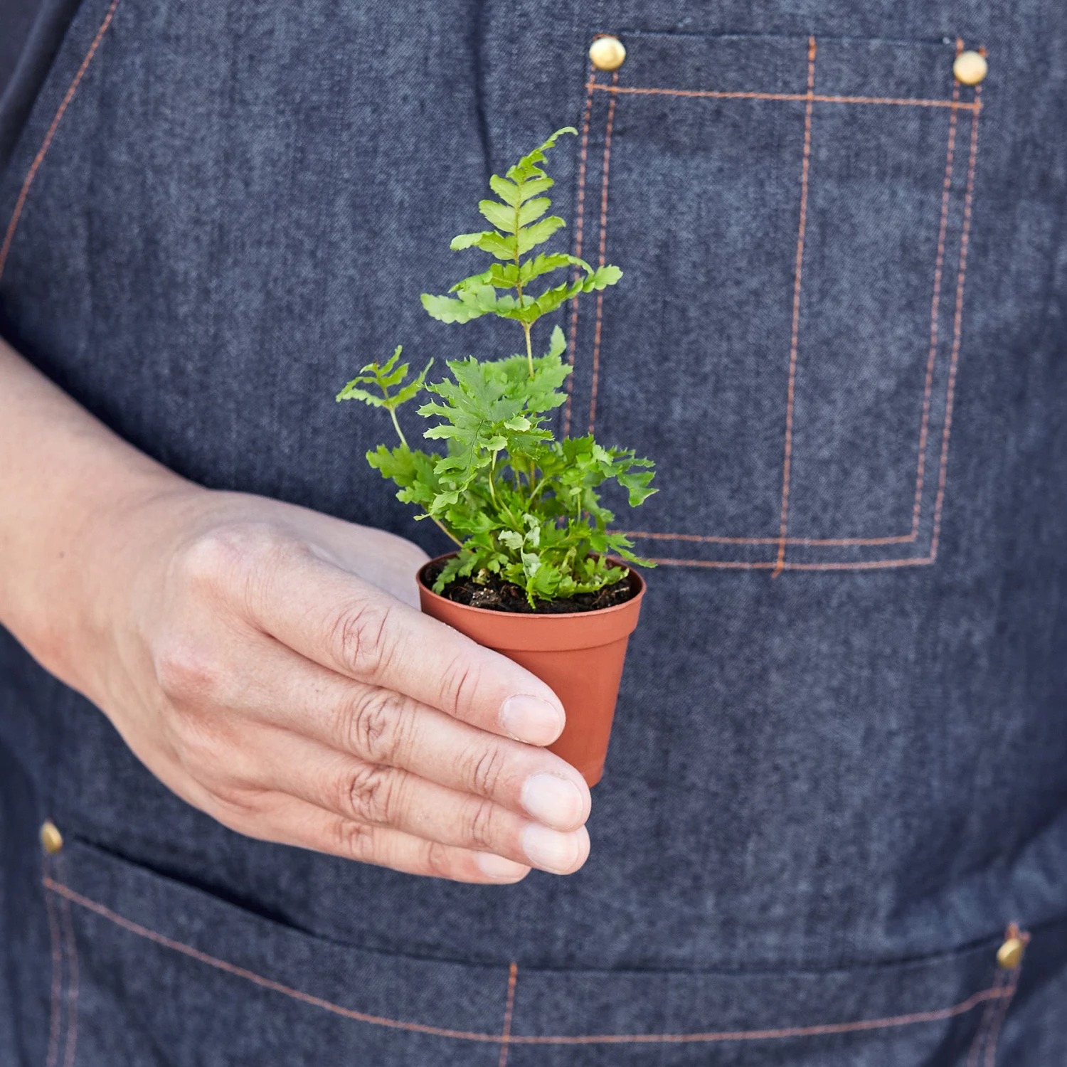 Autumn Fern - Image 2