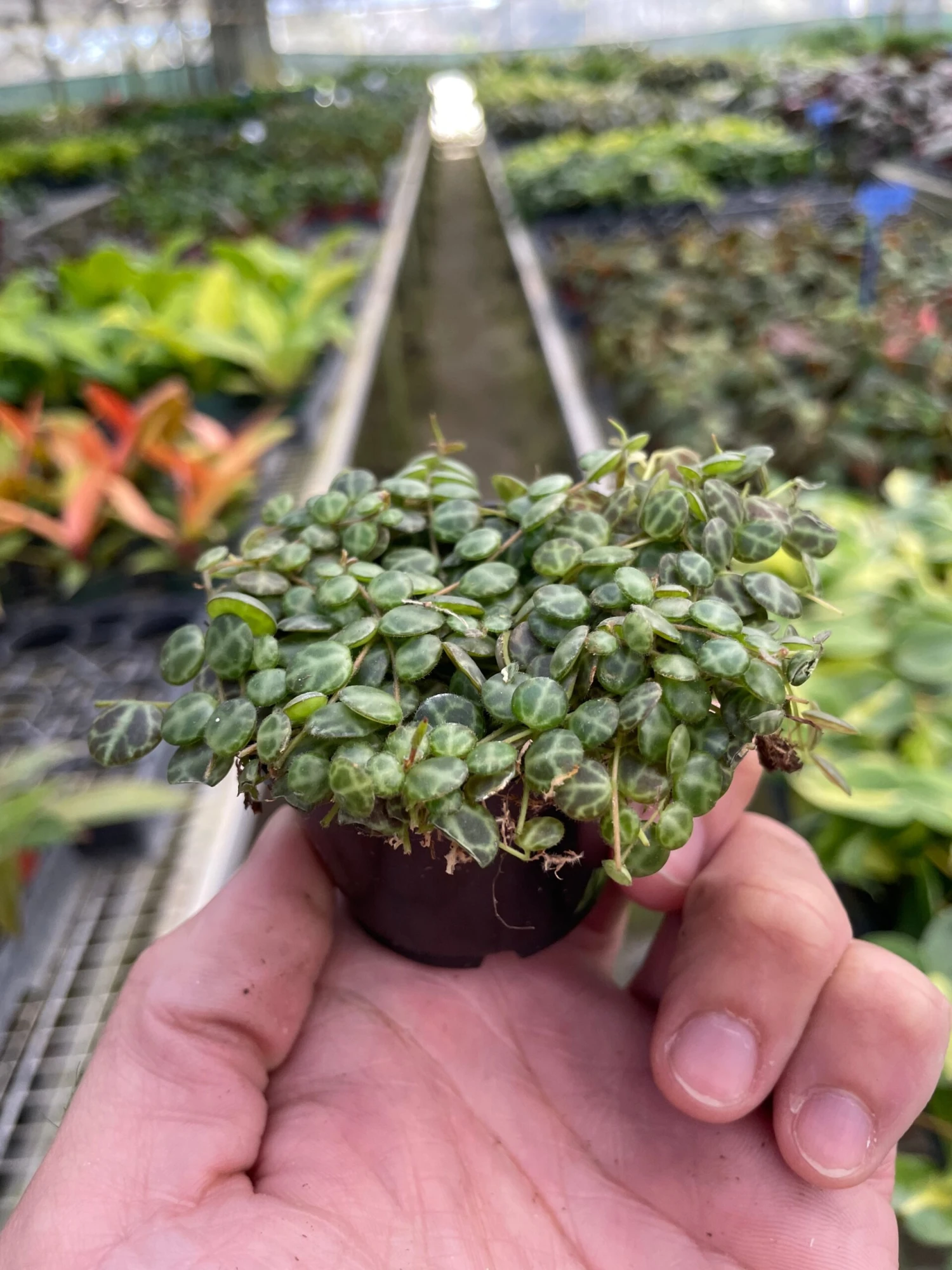 Peperomia Prostrata 'String Of Turtles' - Image 4