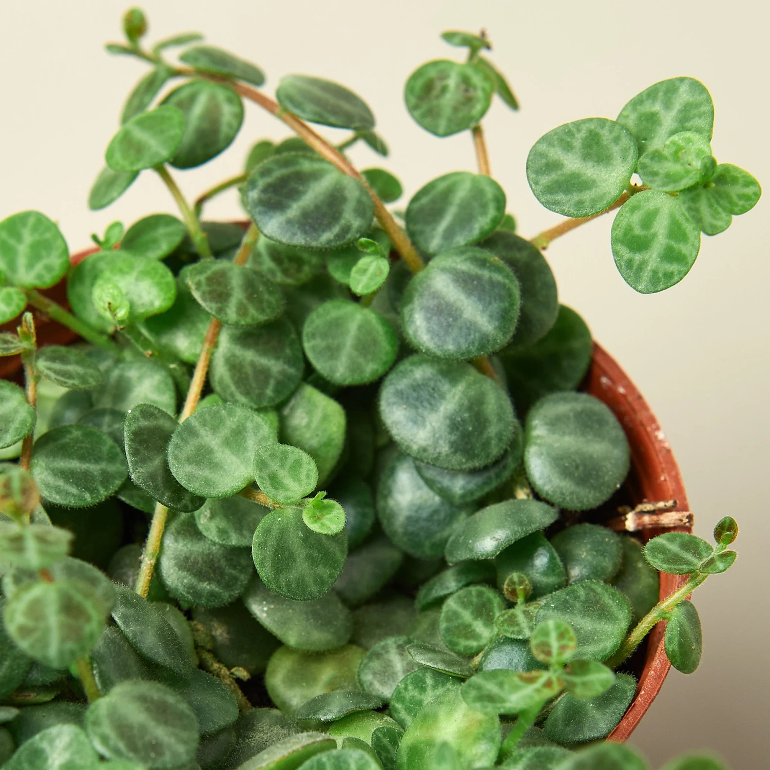 Peperomia Prostrata 'String Of Turtles' - Image 2