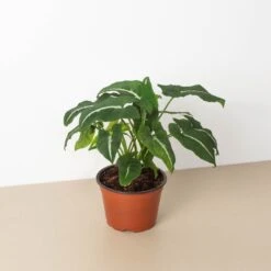 Syngonium Wendlandii 'Black Velvet'